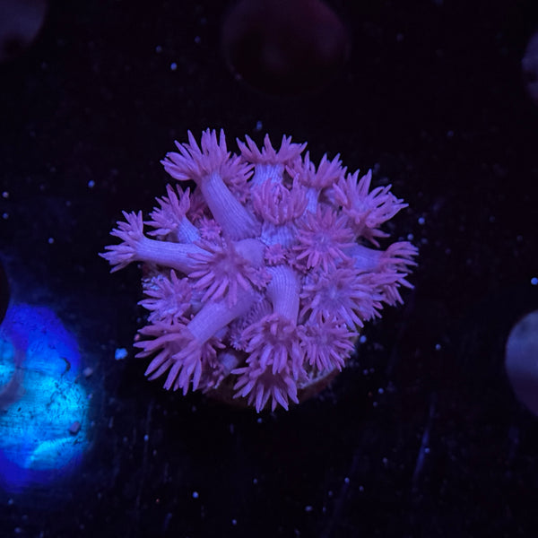 Blue Goniopora