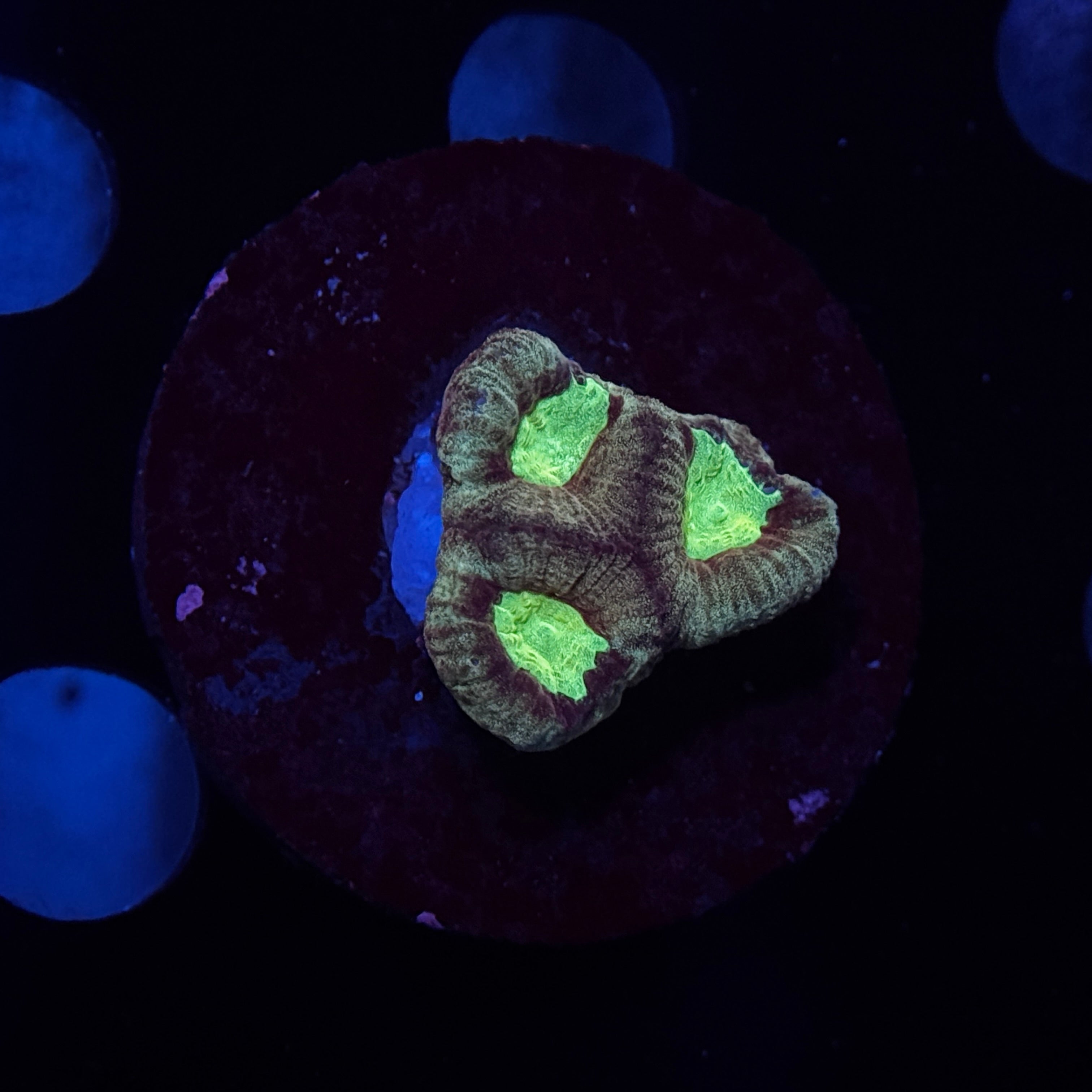 Neon Center Favia
