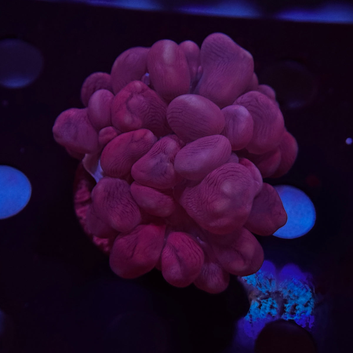 Pink Branching Bubble Coral