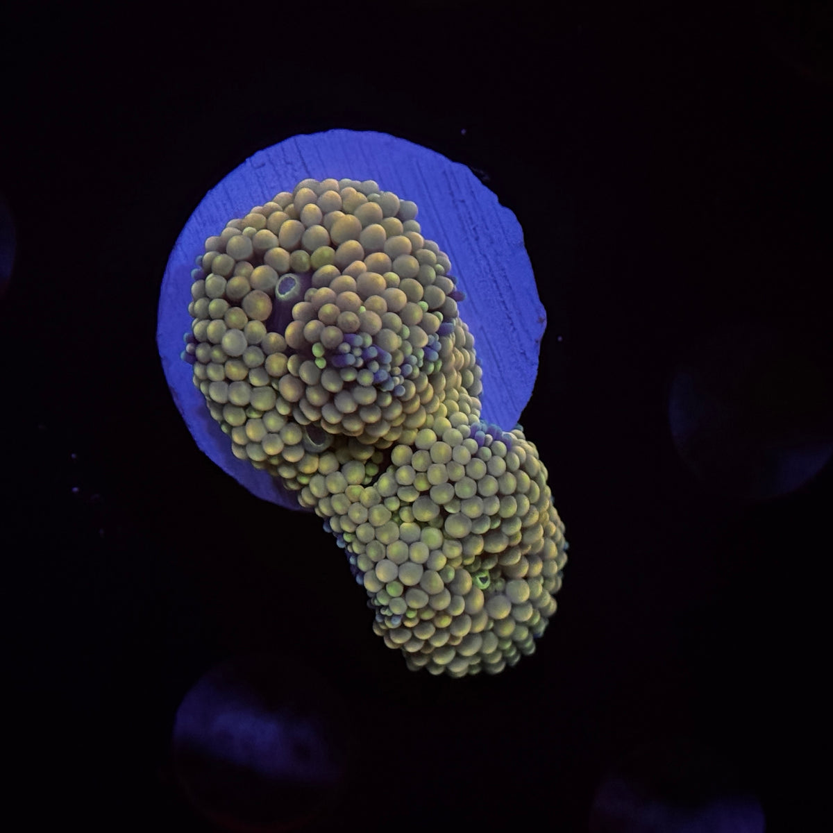 Rainbow Ricordea Mushroom