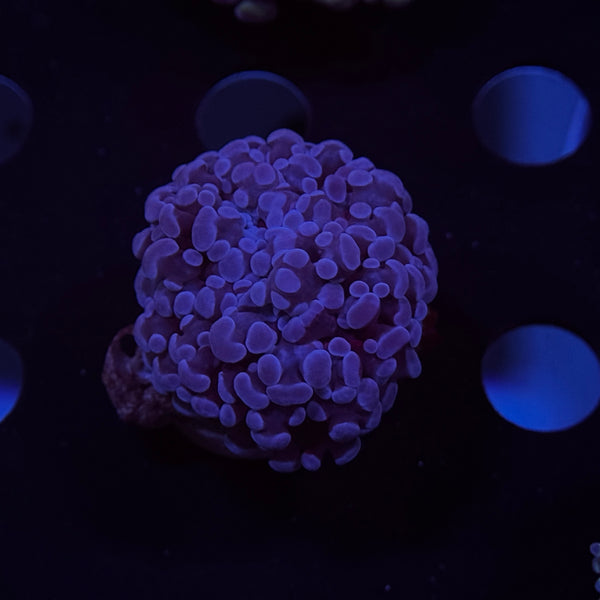 Purple Baby Kingspawn