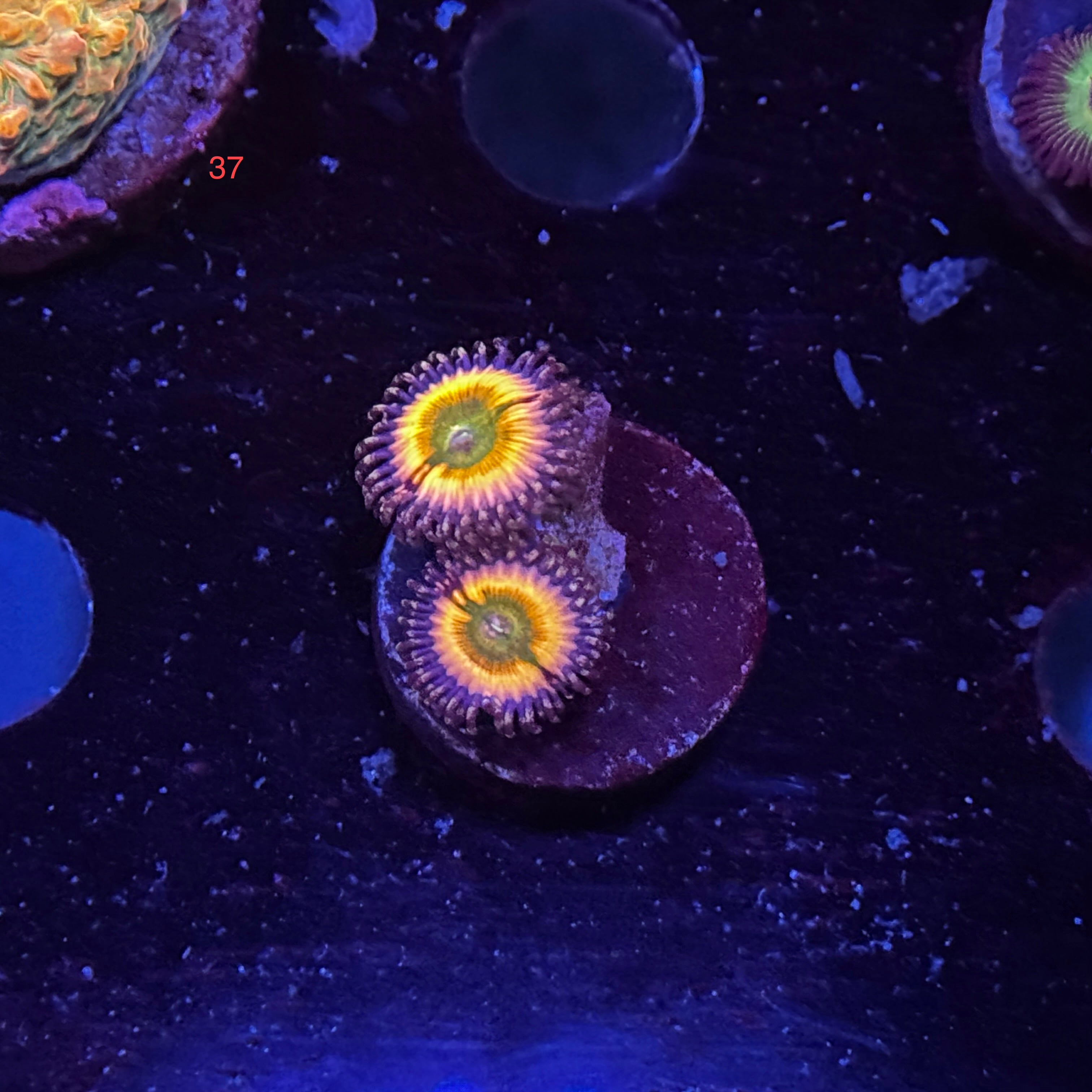 Zoanthids
