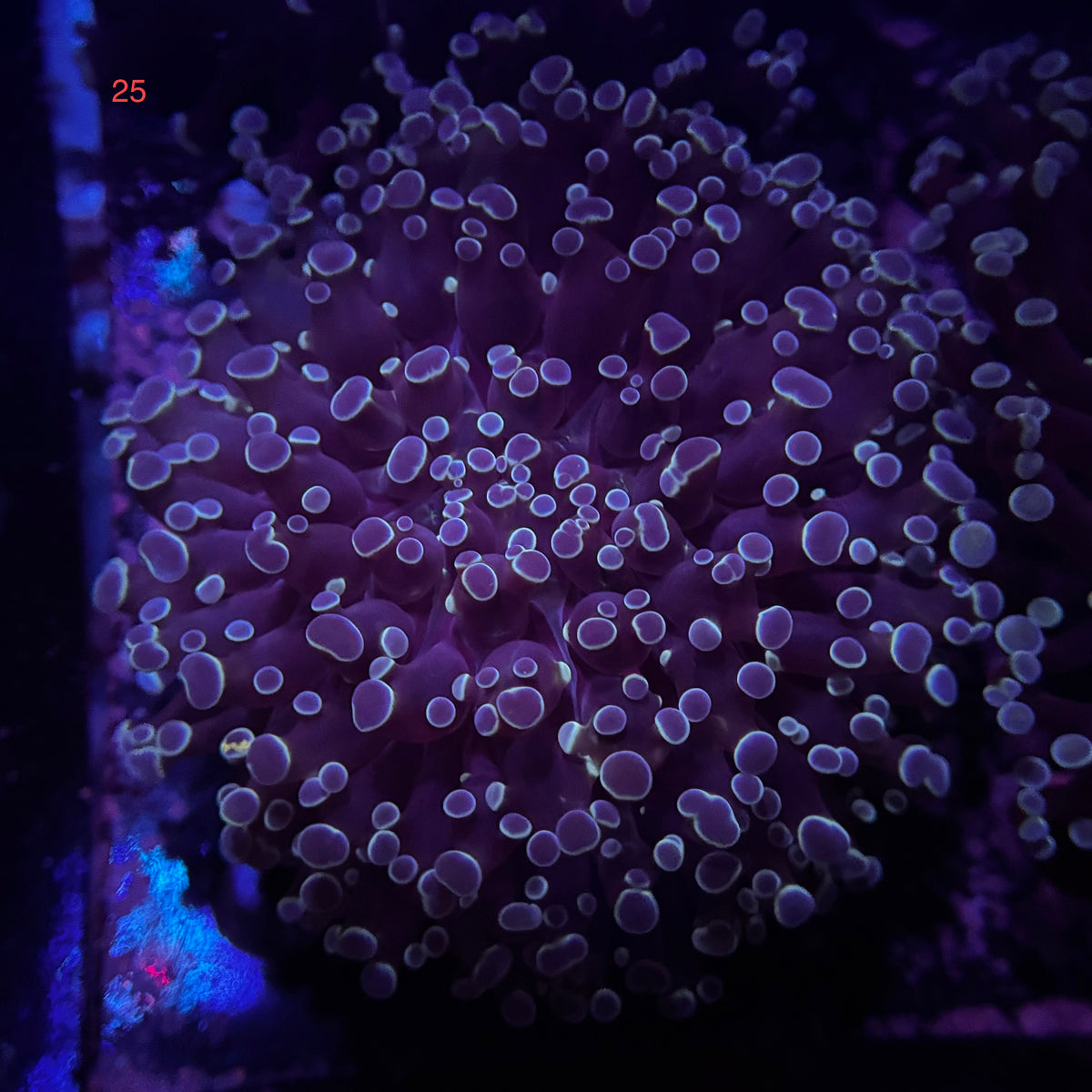 Australian Kingspawn <br> (Show Piece) 👑