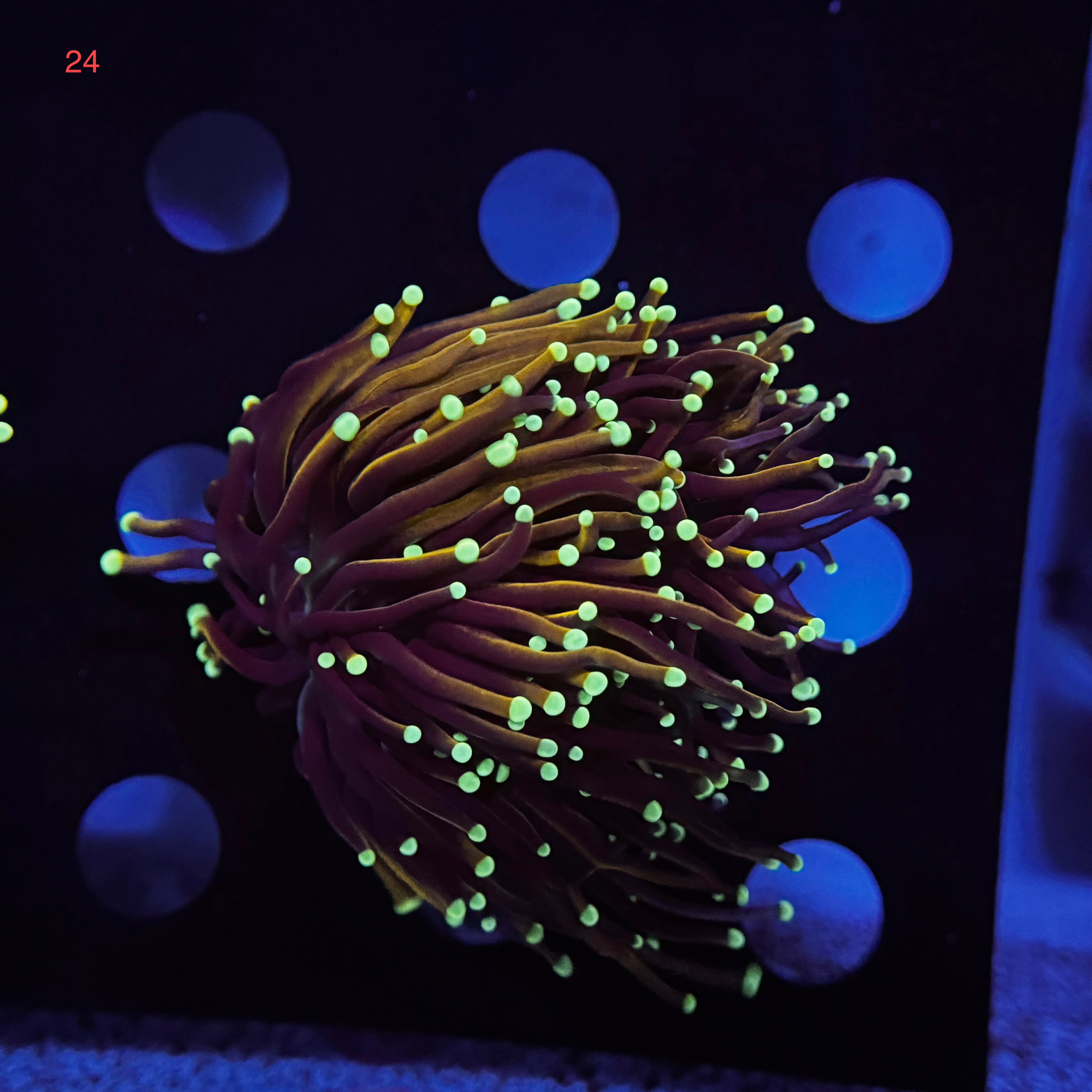 Neon Tip Gold Torch
