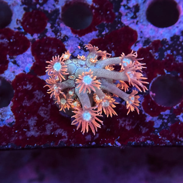Valentine Goniopora