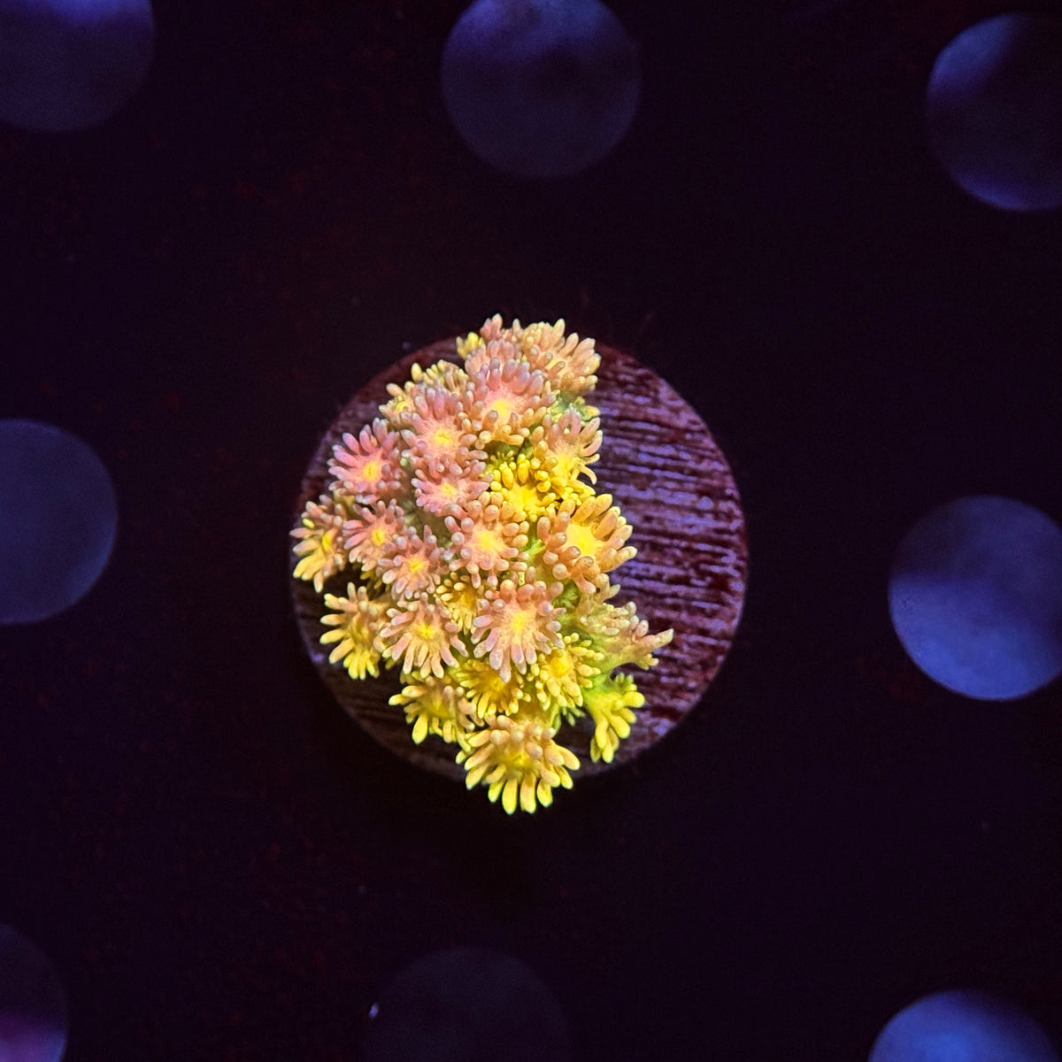 Angelic Sprite Goniopora