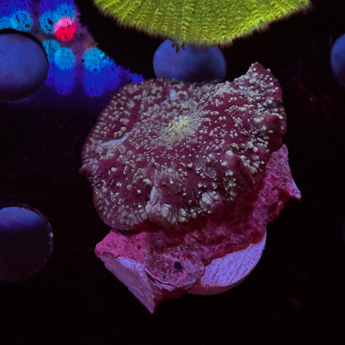 Cosmic Stardust Discosoma Mushroom