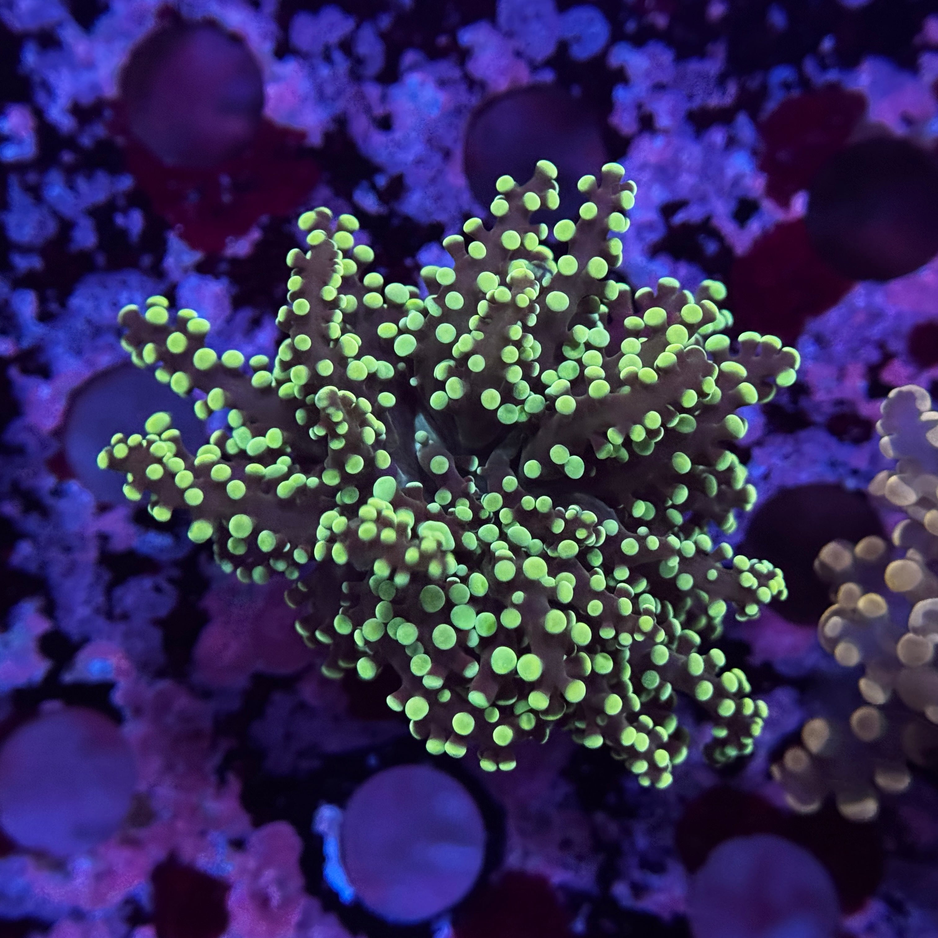 Neon Yaeyamaensis Frogspawn