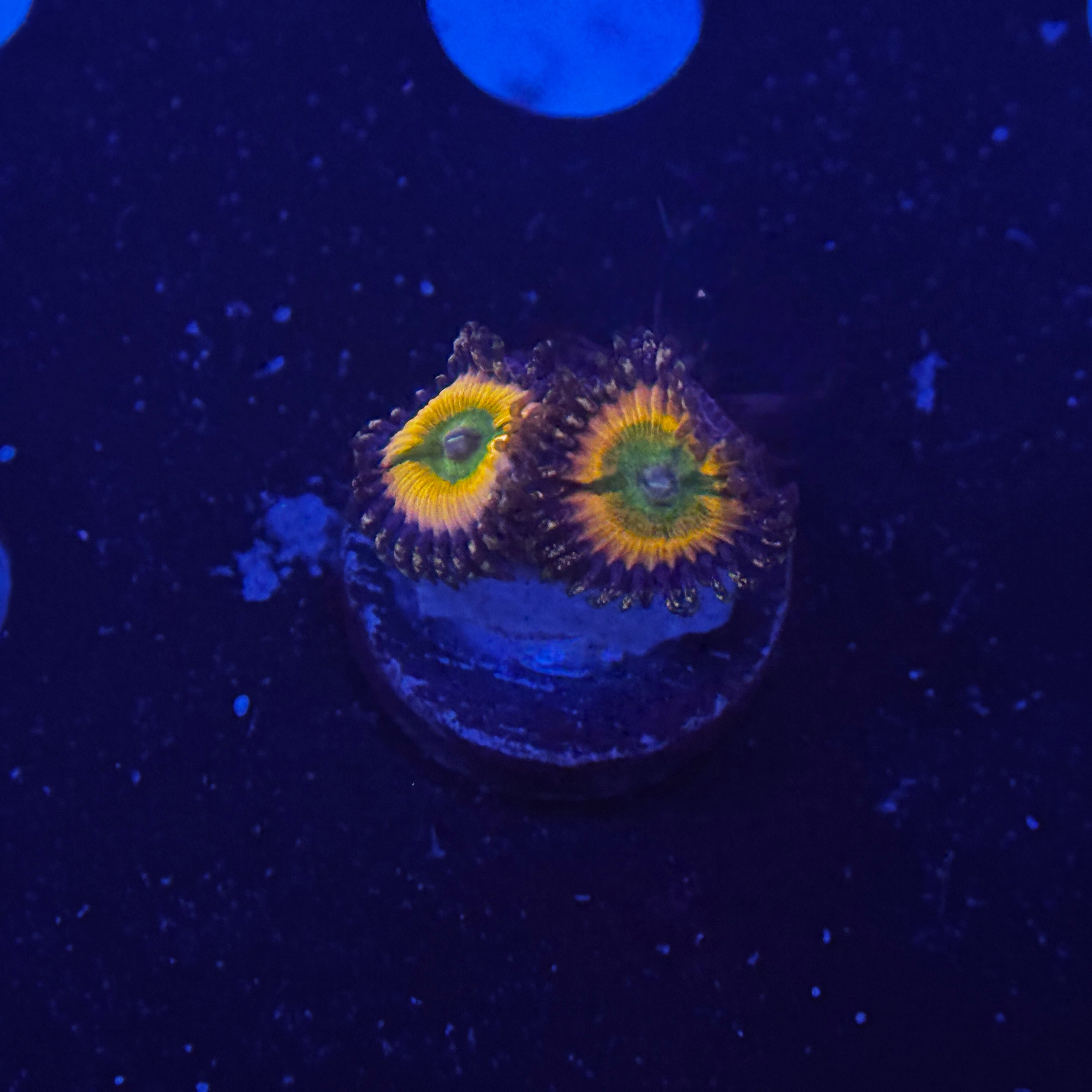 Sunny D Zoanthids