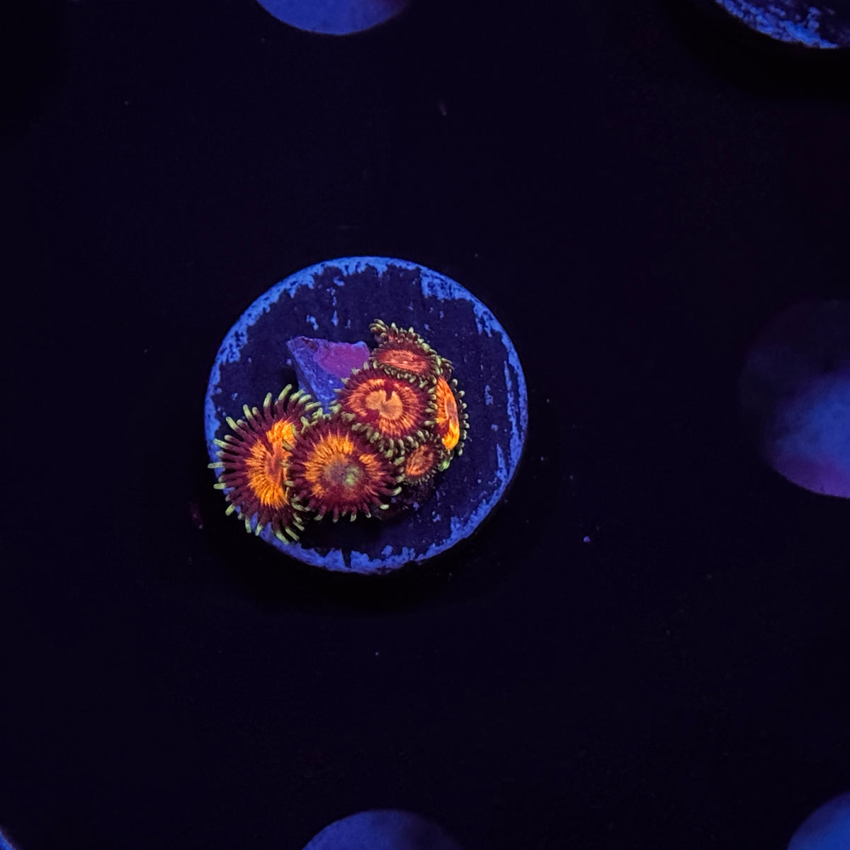 Zoanthids
