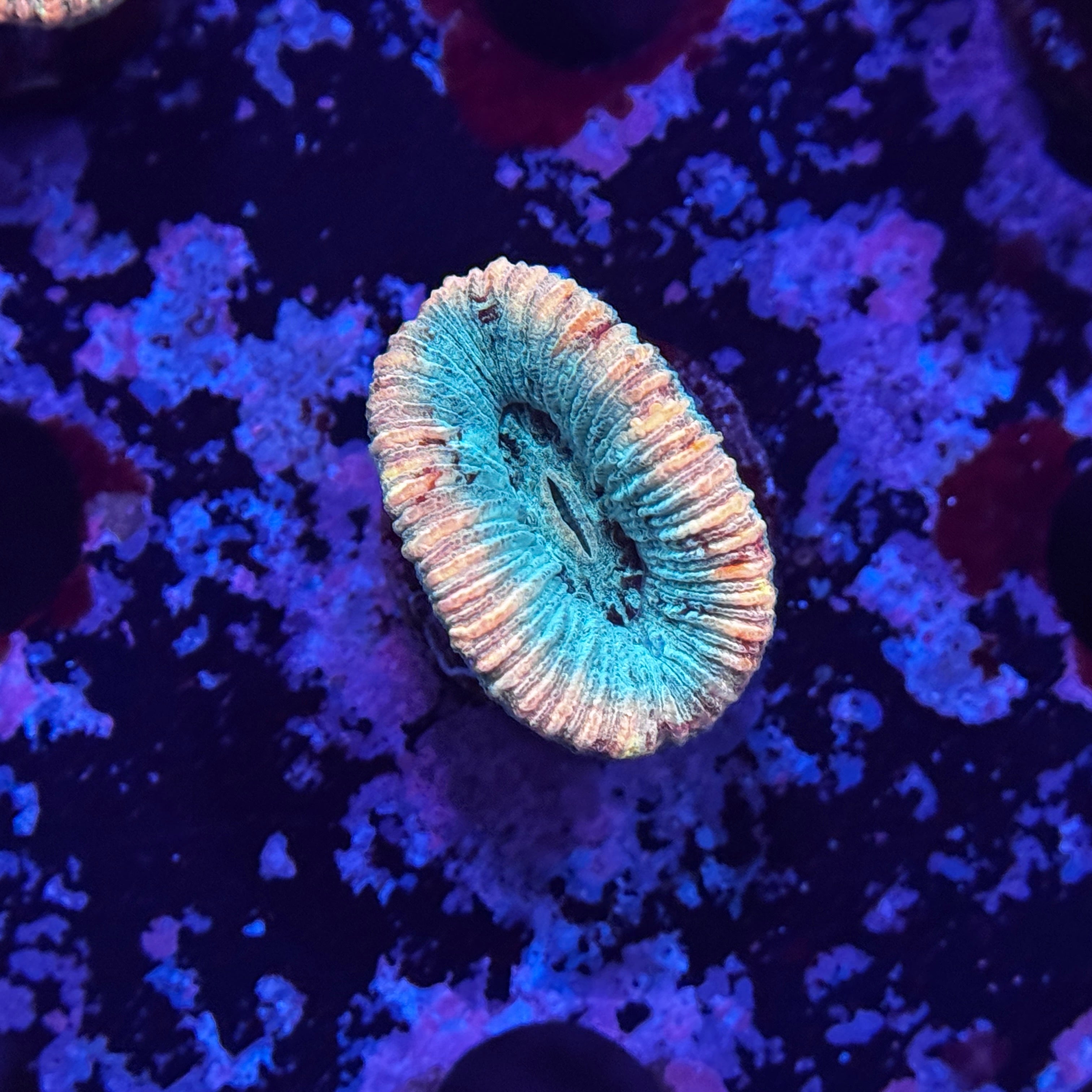 Rainbow Mini Trachy