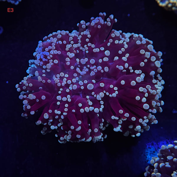 Deep Blue Kingspawn