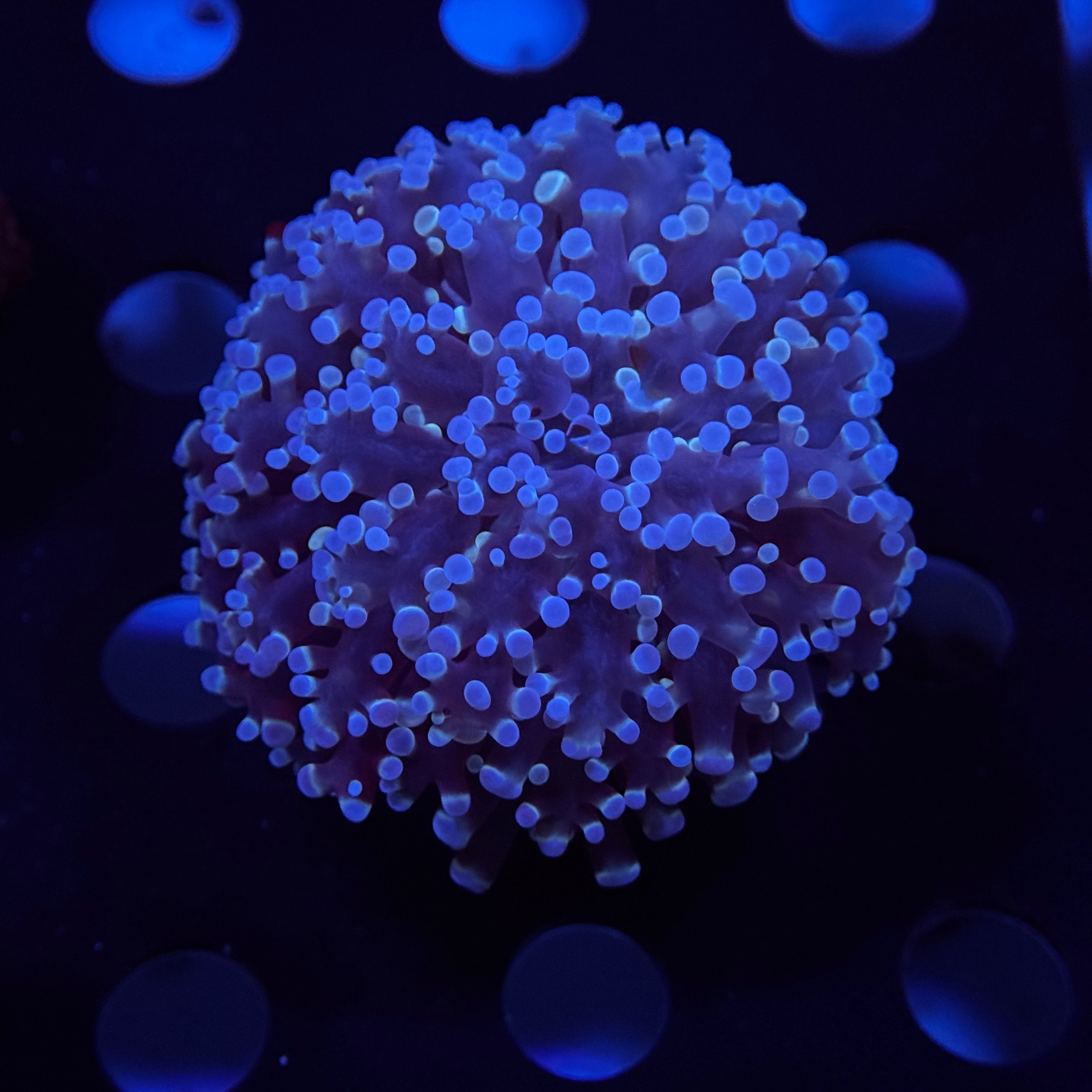 Blue Baby Kingspawn