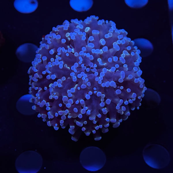 Blue Baby Kingspawn