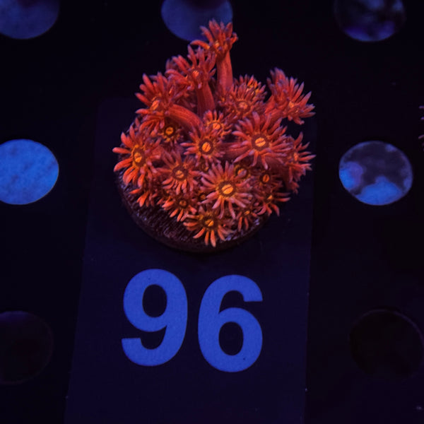 Flaming Brohican Goniopora