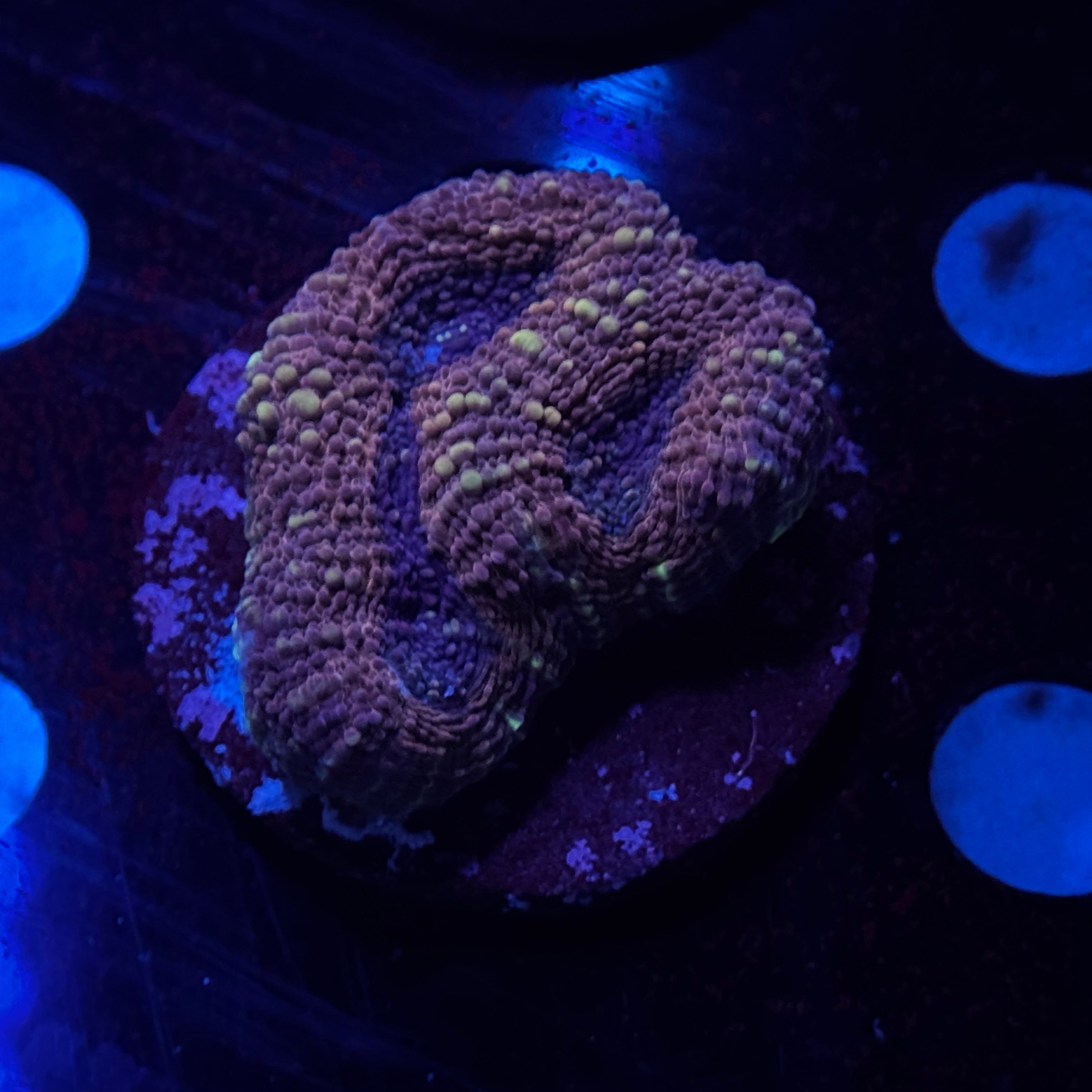 Bronze Acan Echinata