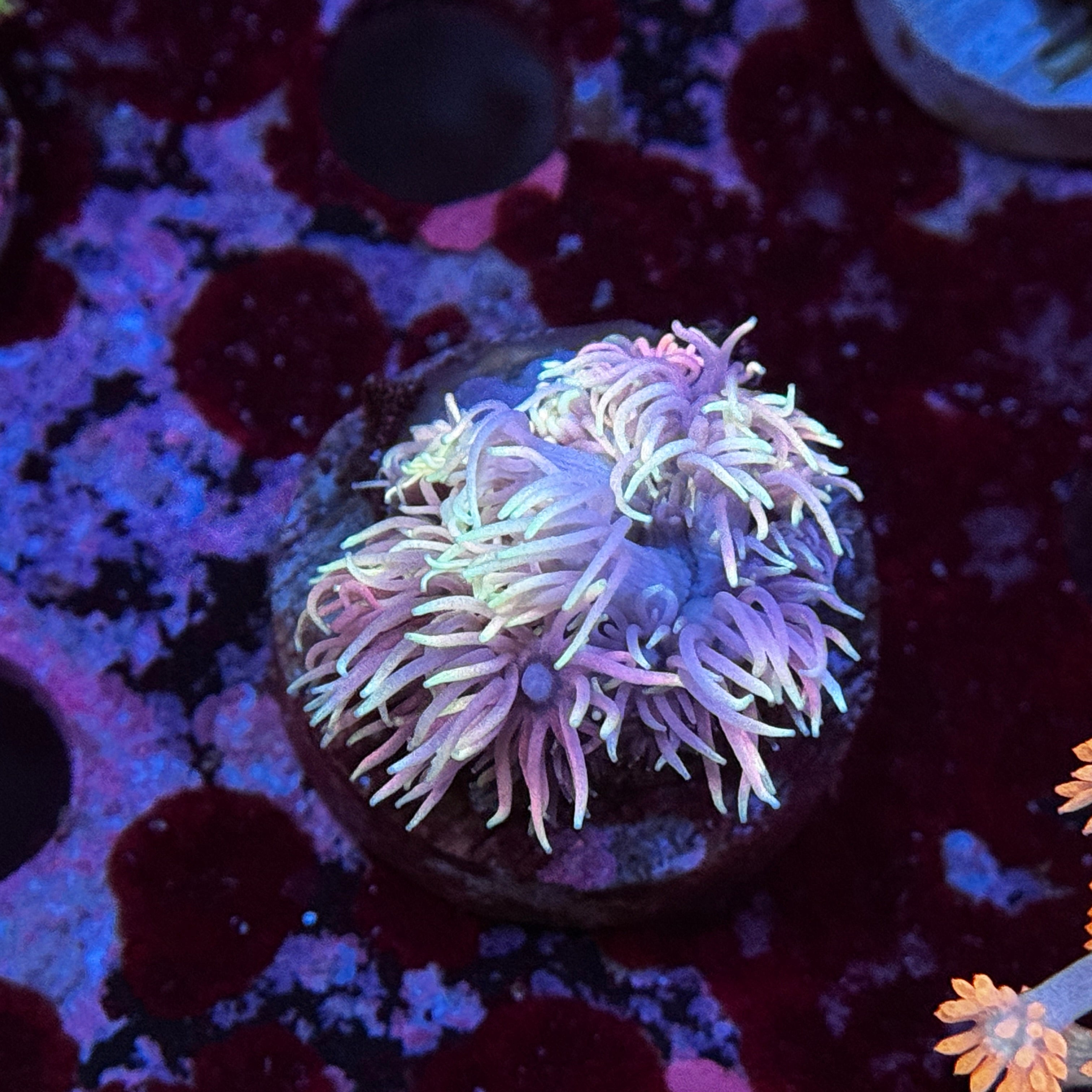Rainbow Goniopora