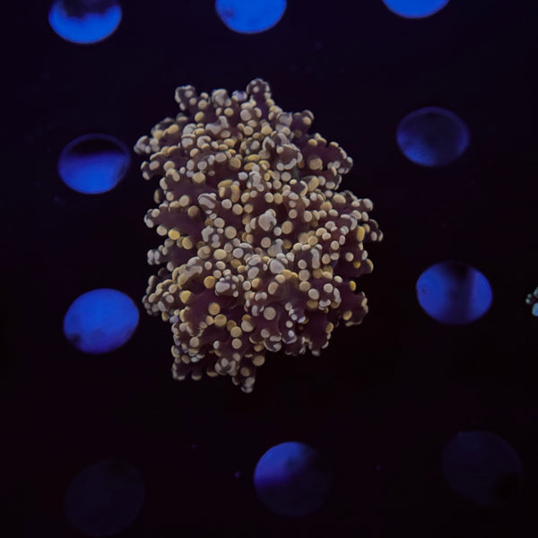 Orange Frogspawn