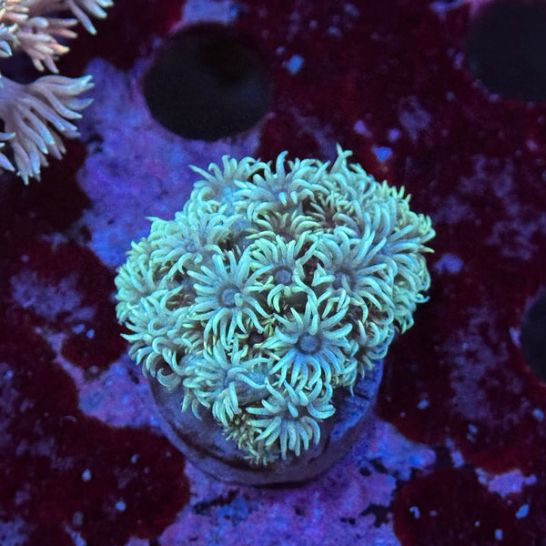Mint Goniopora