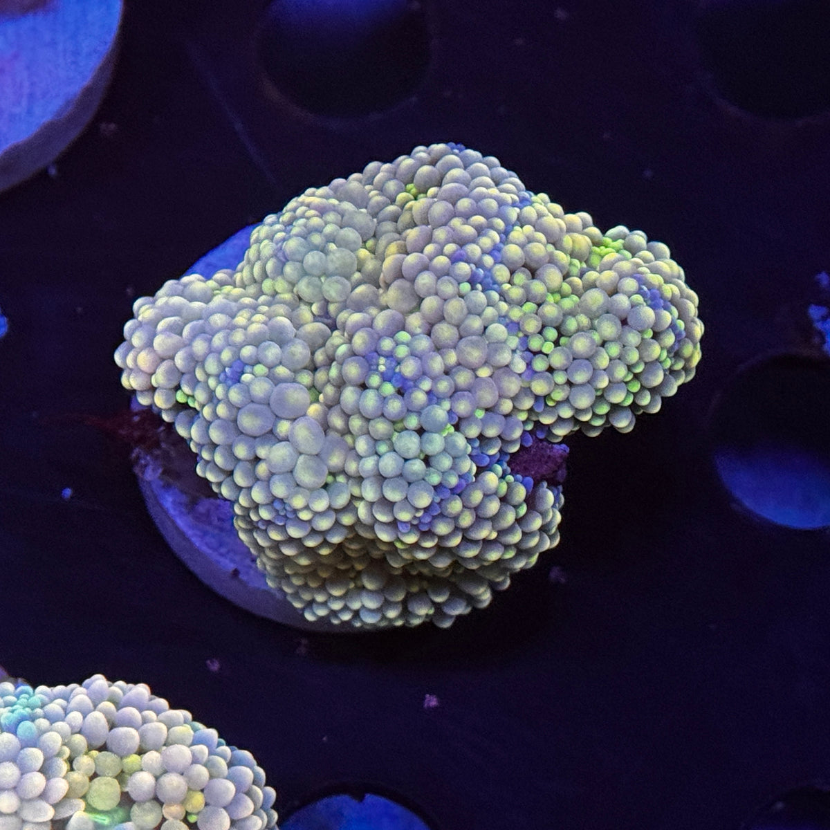 Rainbow Ricordea Mushroom