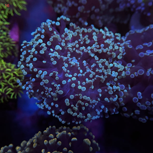 Metallic Sky Blue Kingspawn