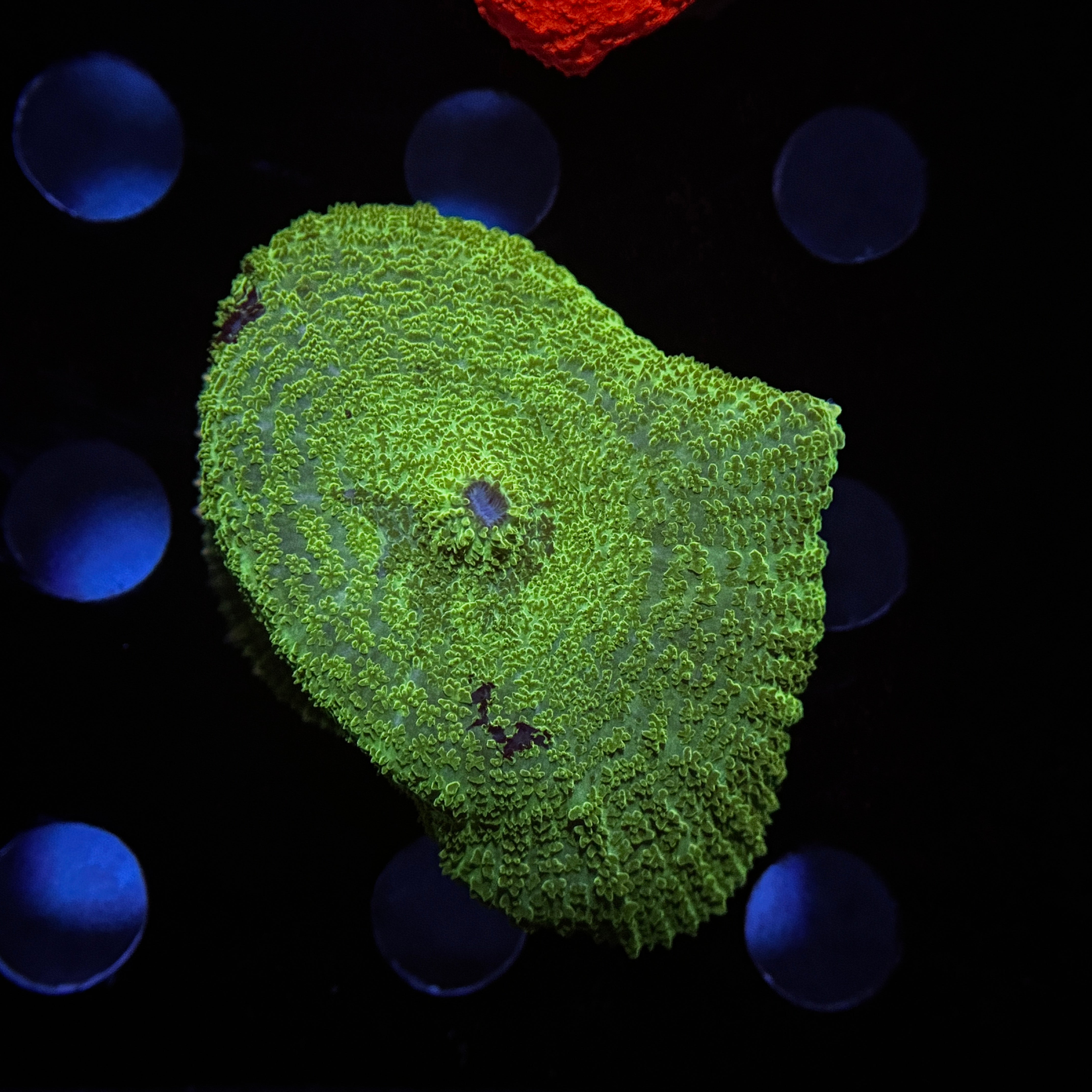 Neon Kryptonite Rhodactus