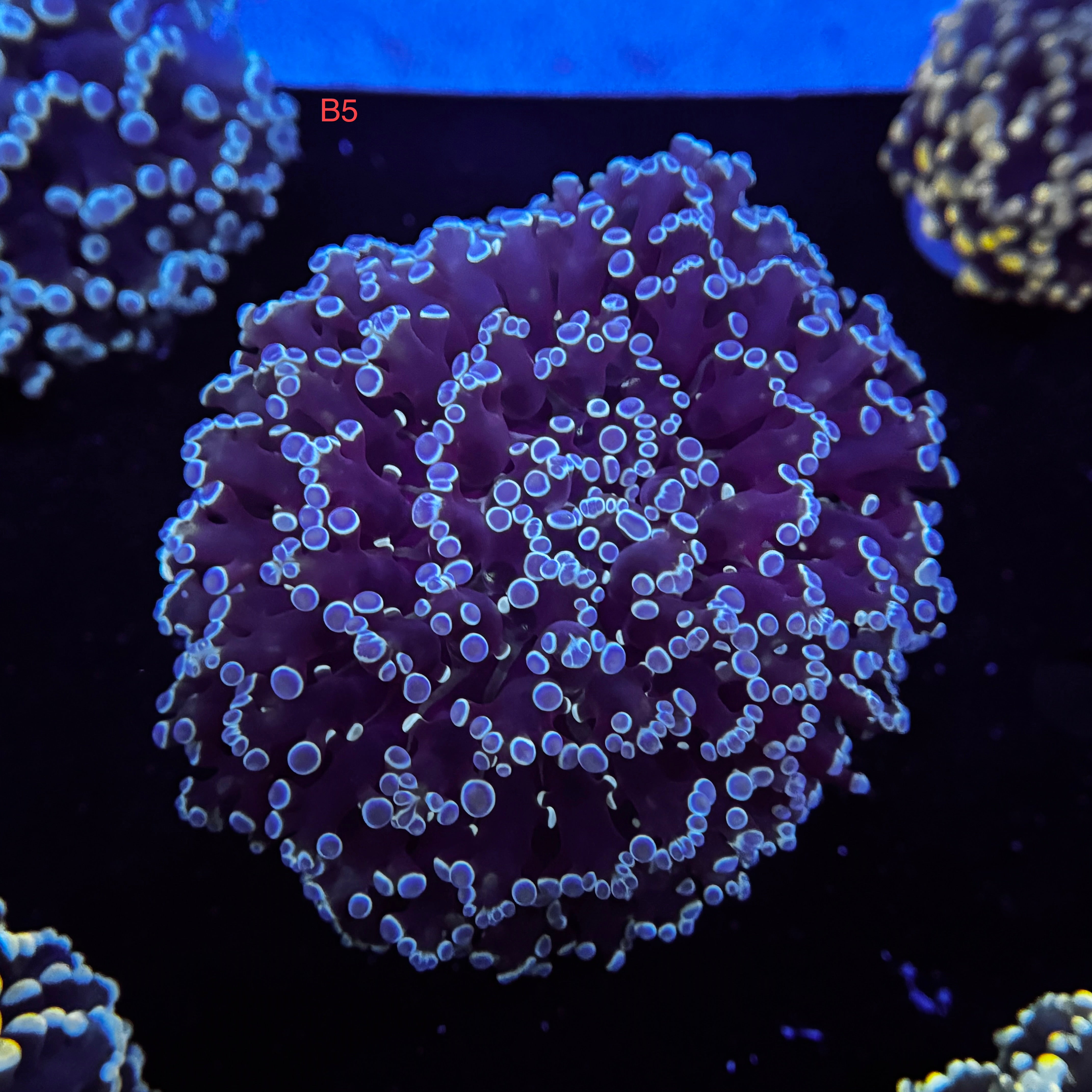 Metallic Blue Kingspawn
