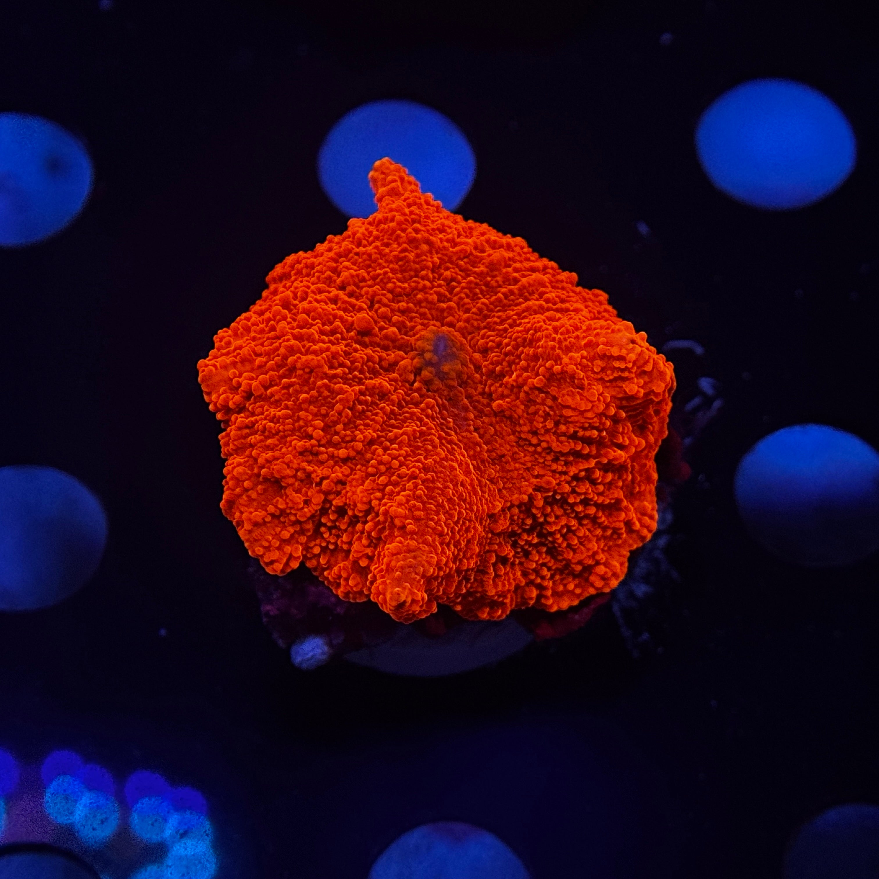 Neon Orange Speckled Mushroom