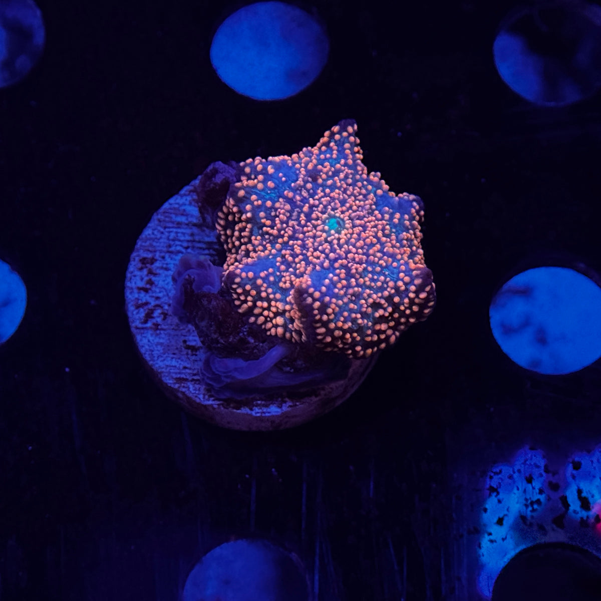 Pink Interstellar Mushroom