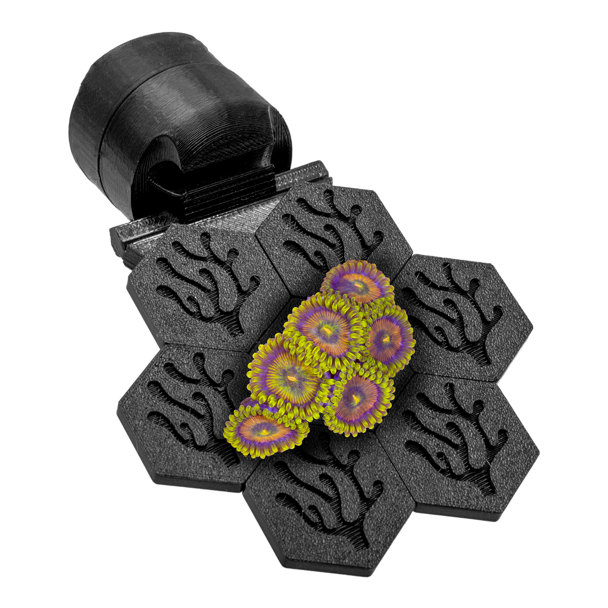FragLoc_-Magnetic-Coral-Frag-