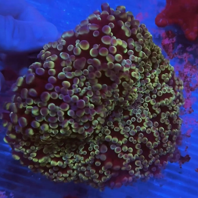 Rainbow Kingspawn