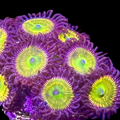 Zoanthids