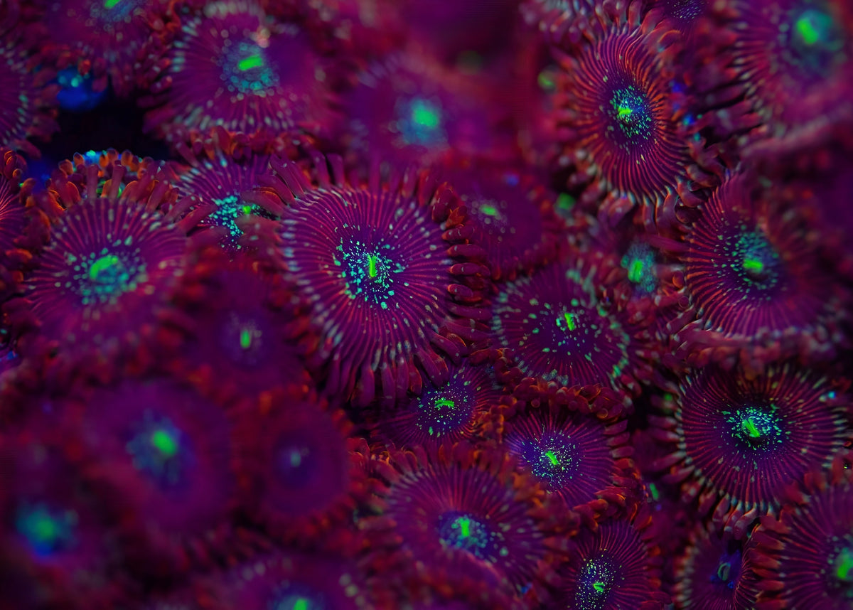 Shop Zoanthids - Colorful and Easy Care Addition to Your Reef Tank