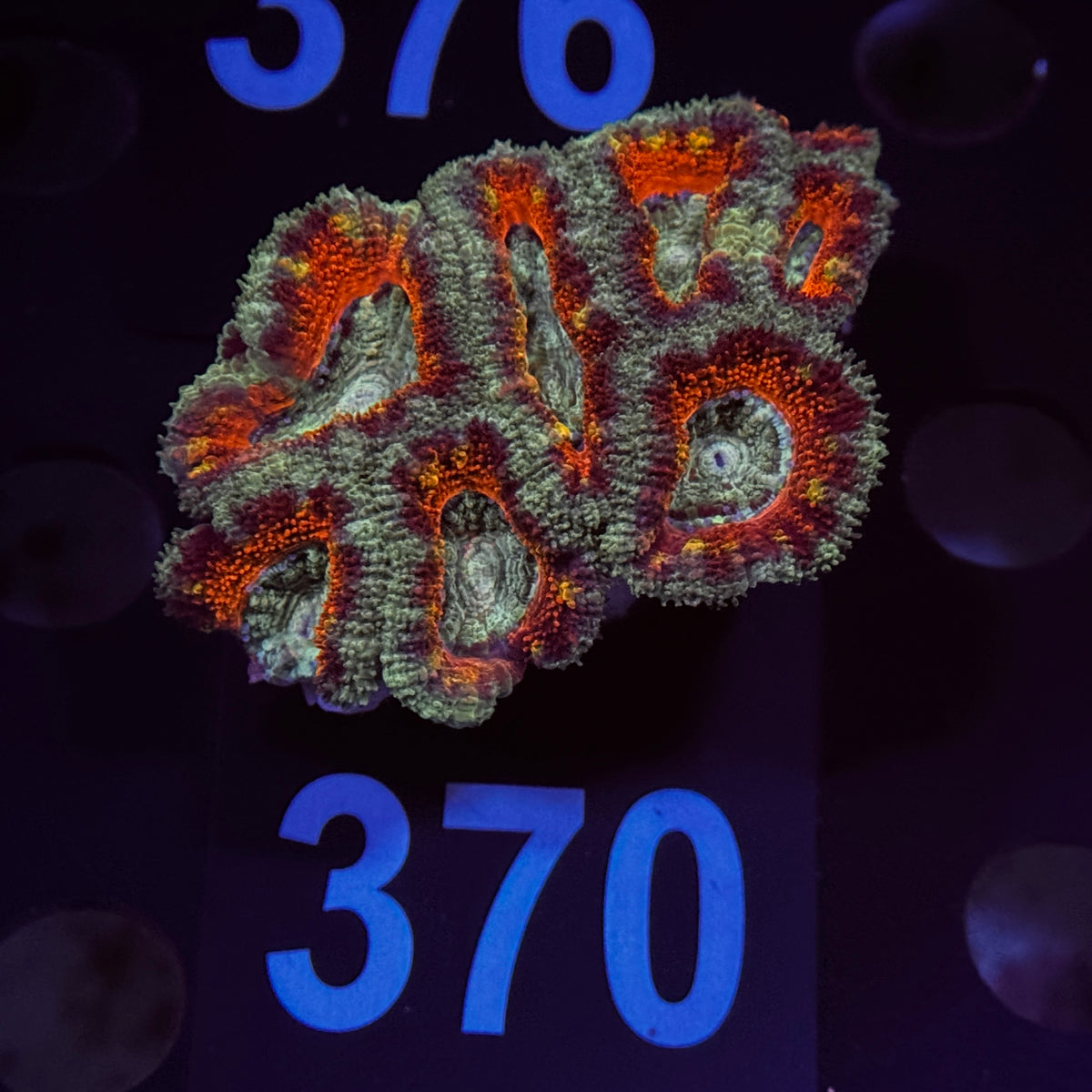 Rainbow Red Acan Lord