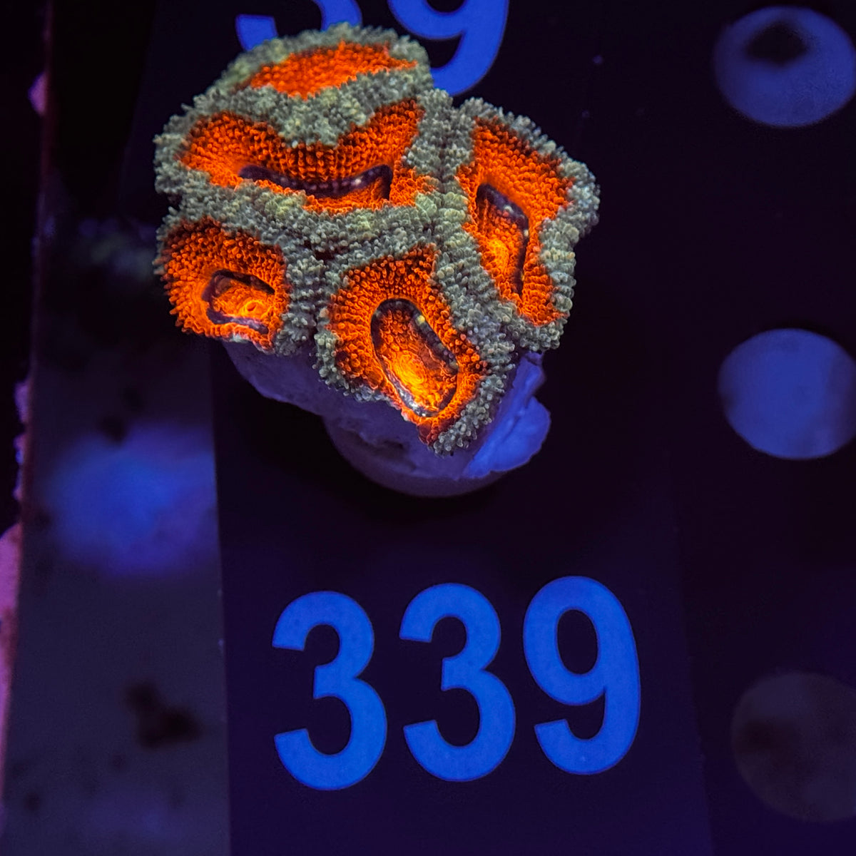 Bright Red Acan Lord
