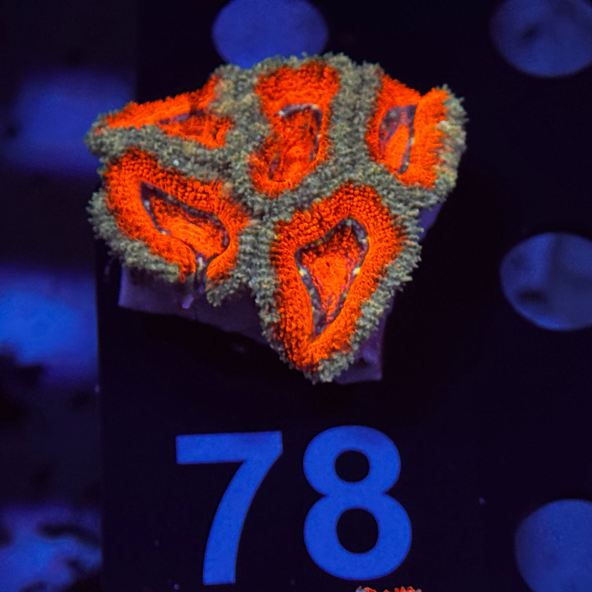 Bright Red Acan Lord