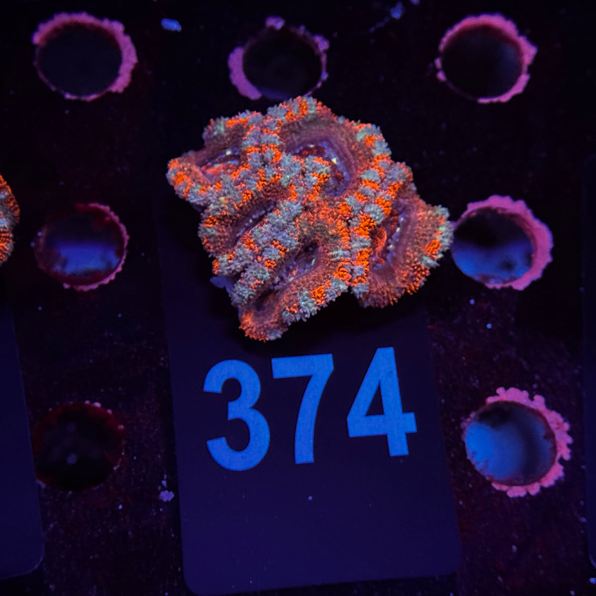 Rainbow Acan Lord