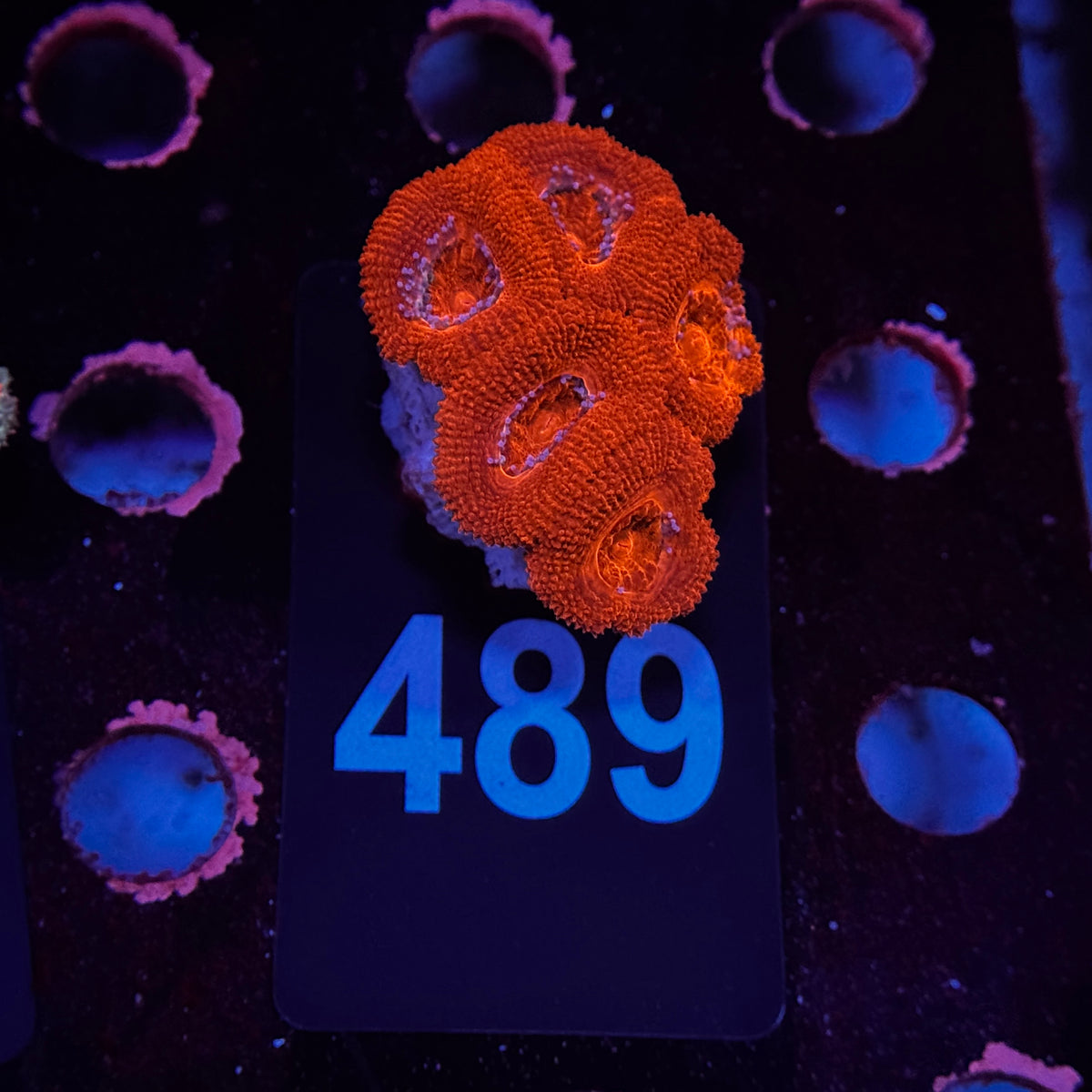Ruby Red Acan Lord