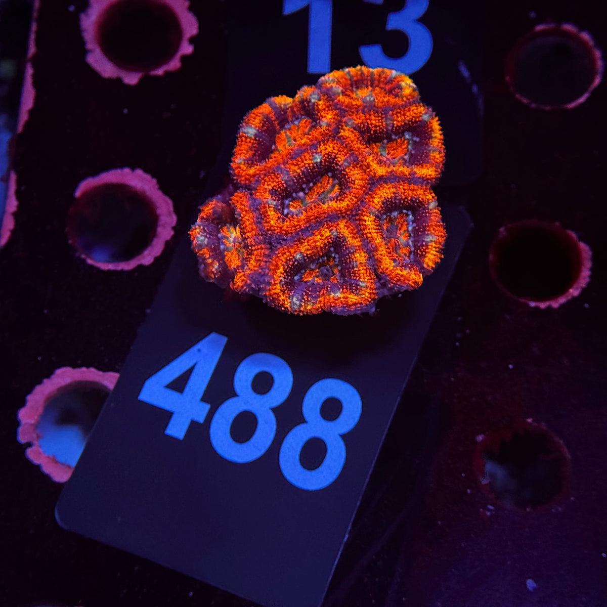Ultra Orange Rainbow Acan Lord