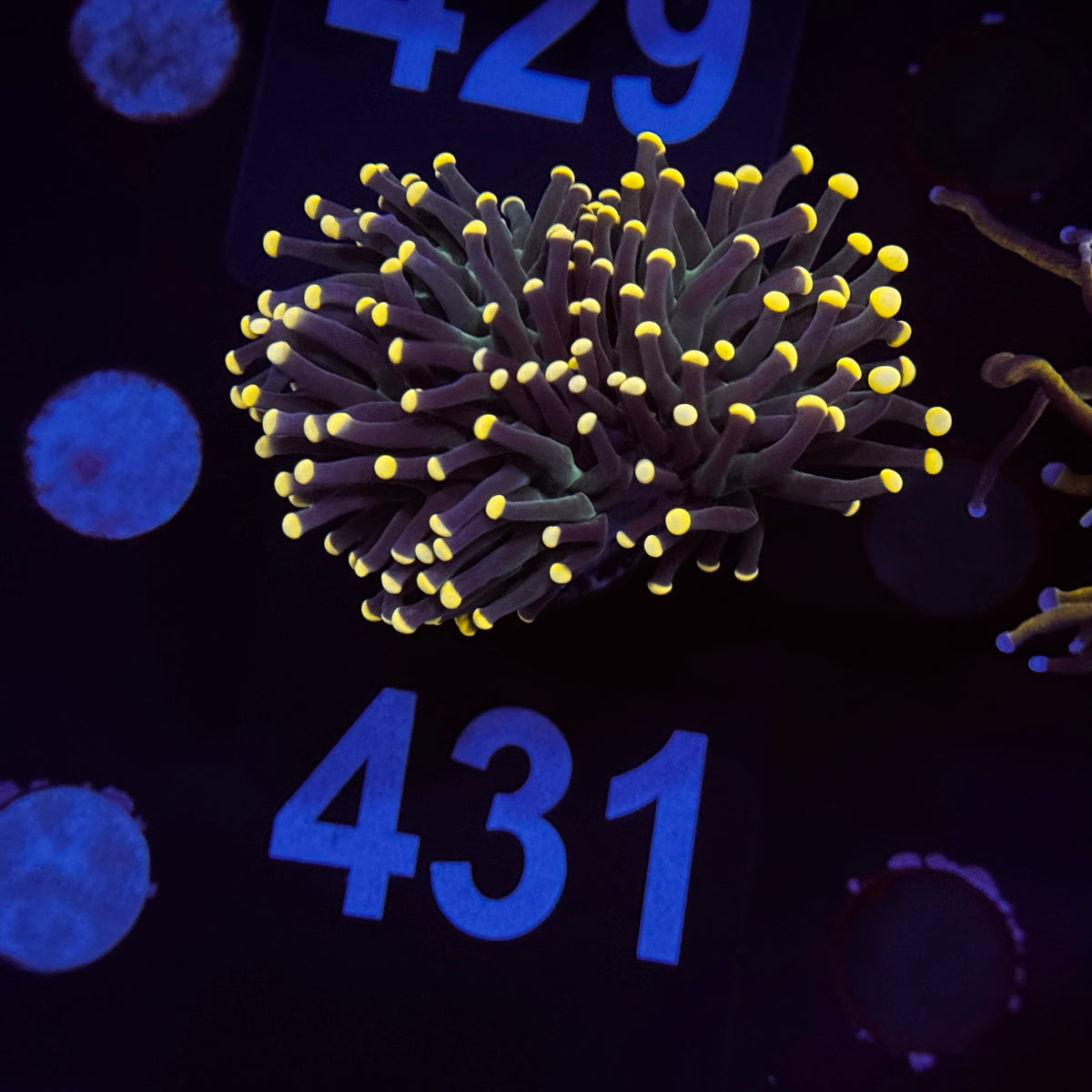 Indo Miami Hurricane Torch