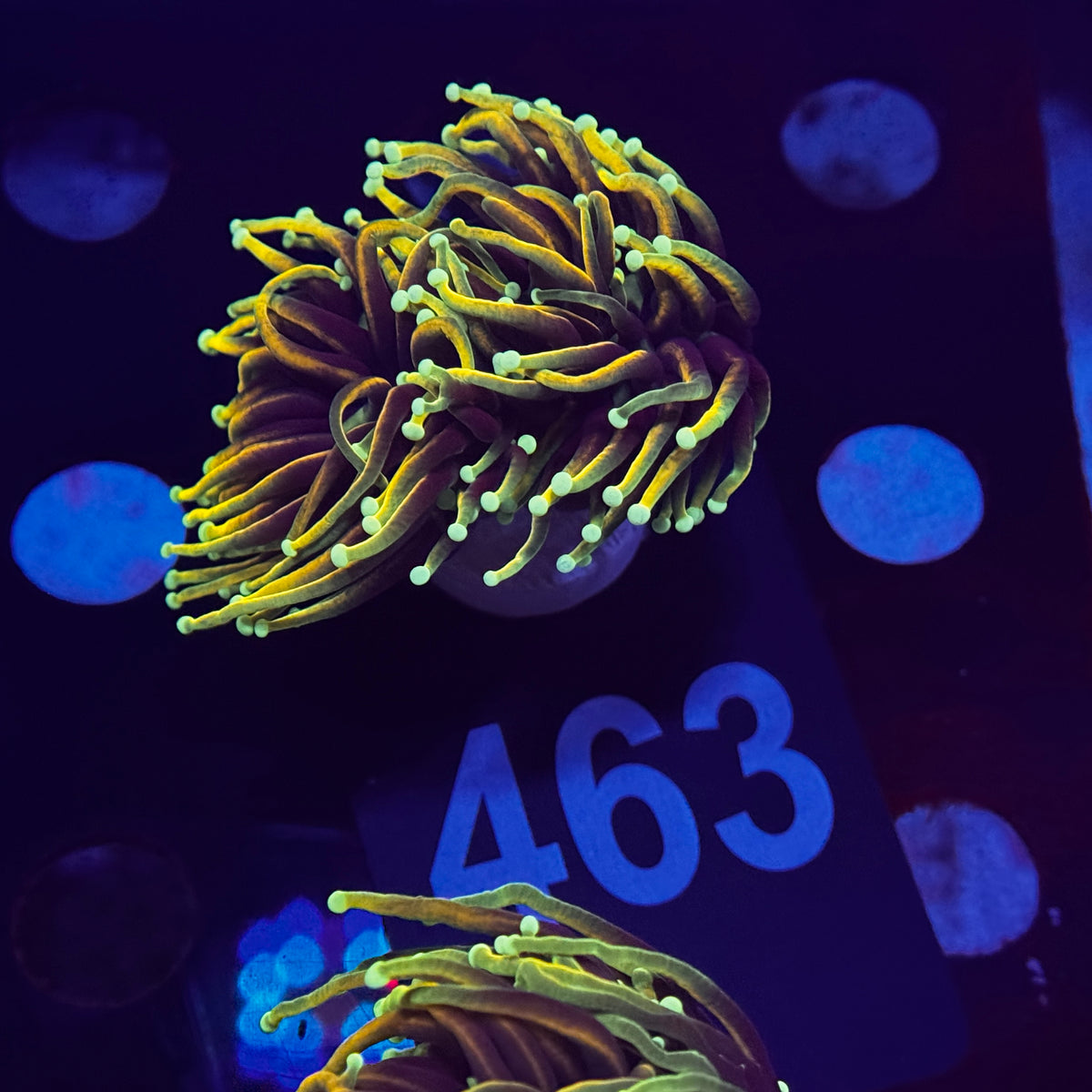 Hellfire Gold Torch