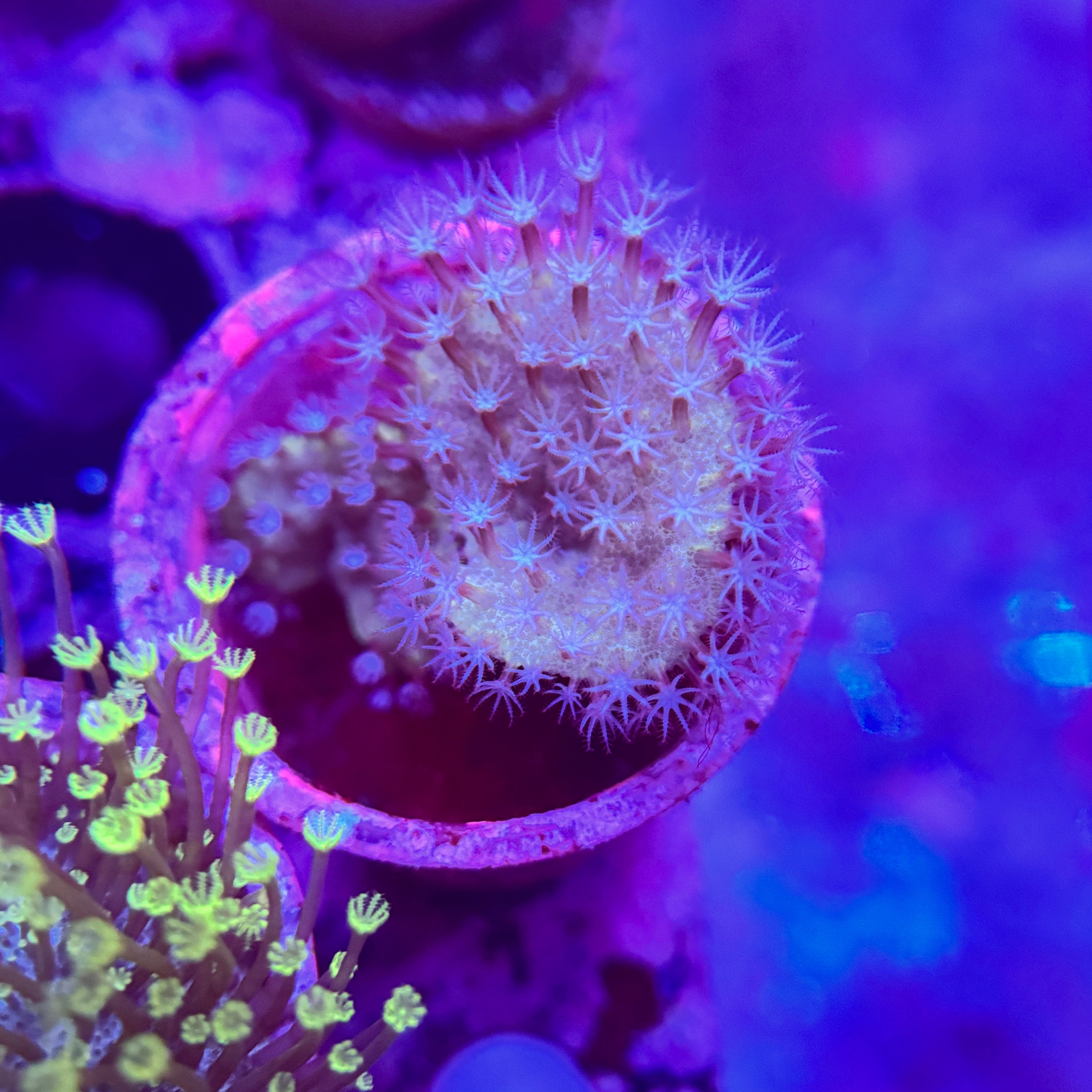 Cactus Leather Coral