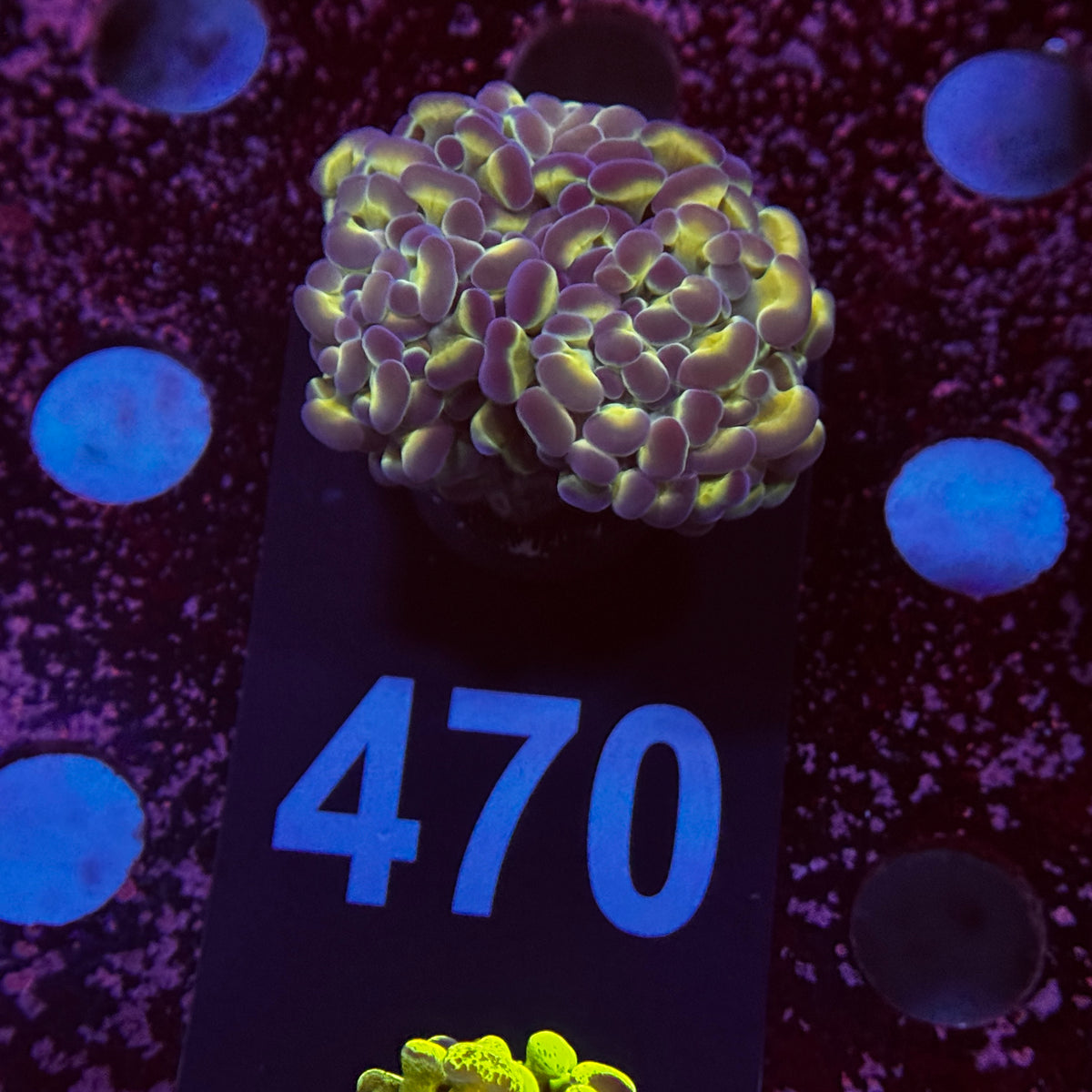 Double Hologram Hammer