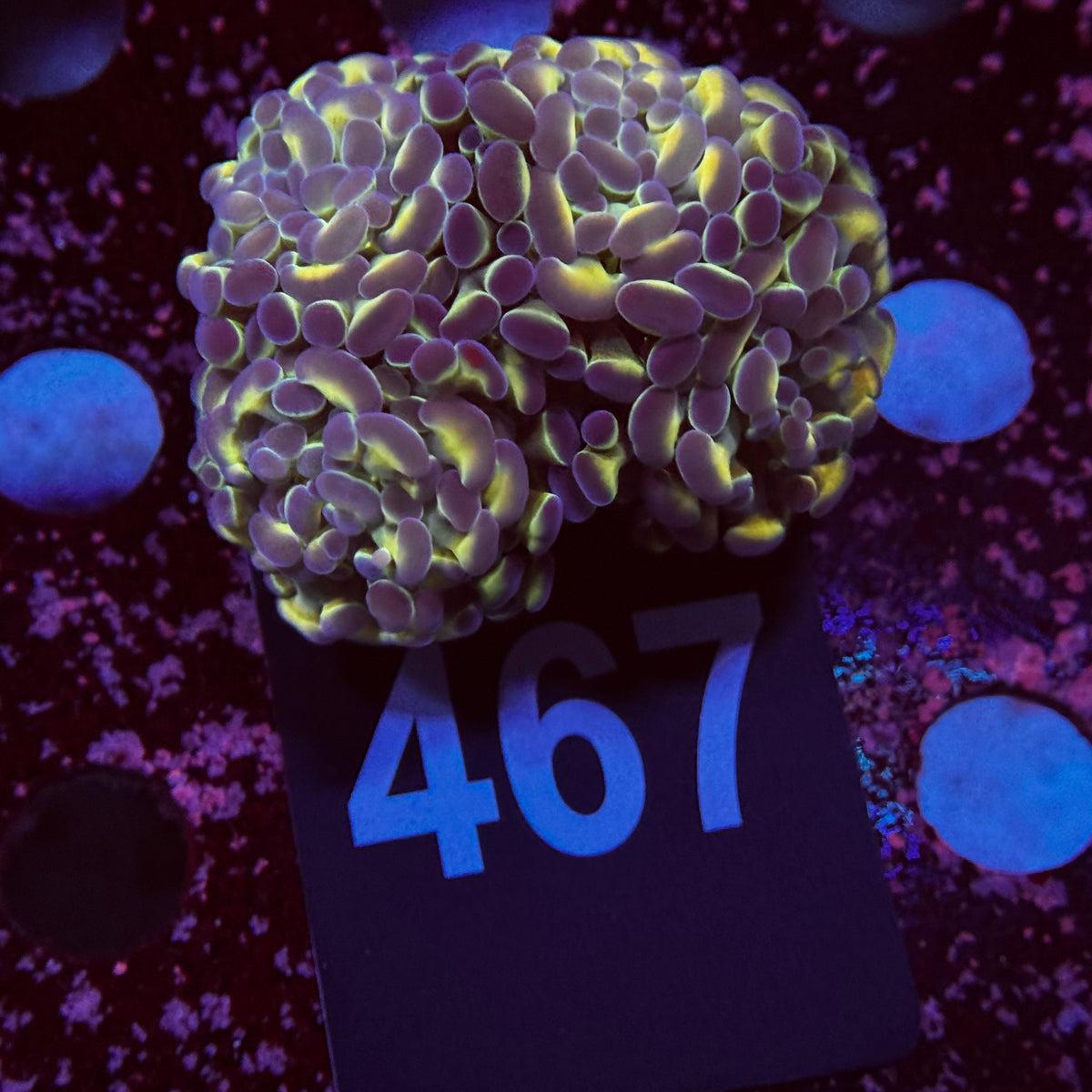4 Head Hologram Hammer