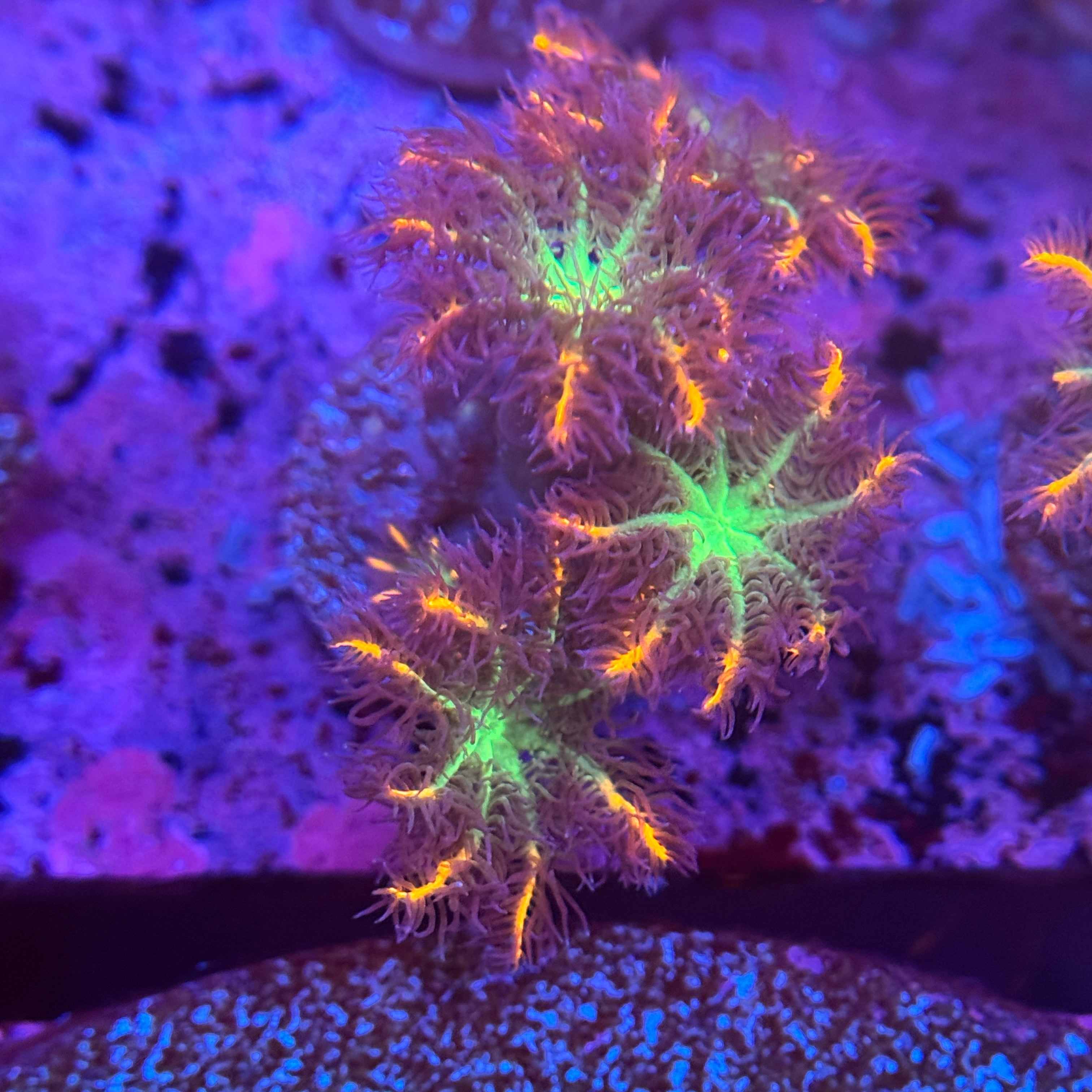Firework Clove Polyps 2