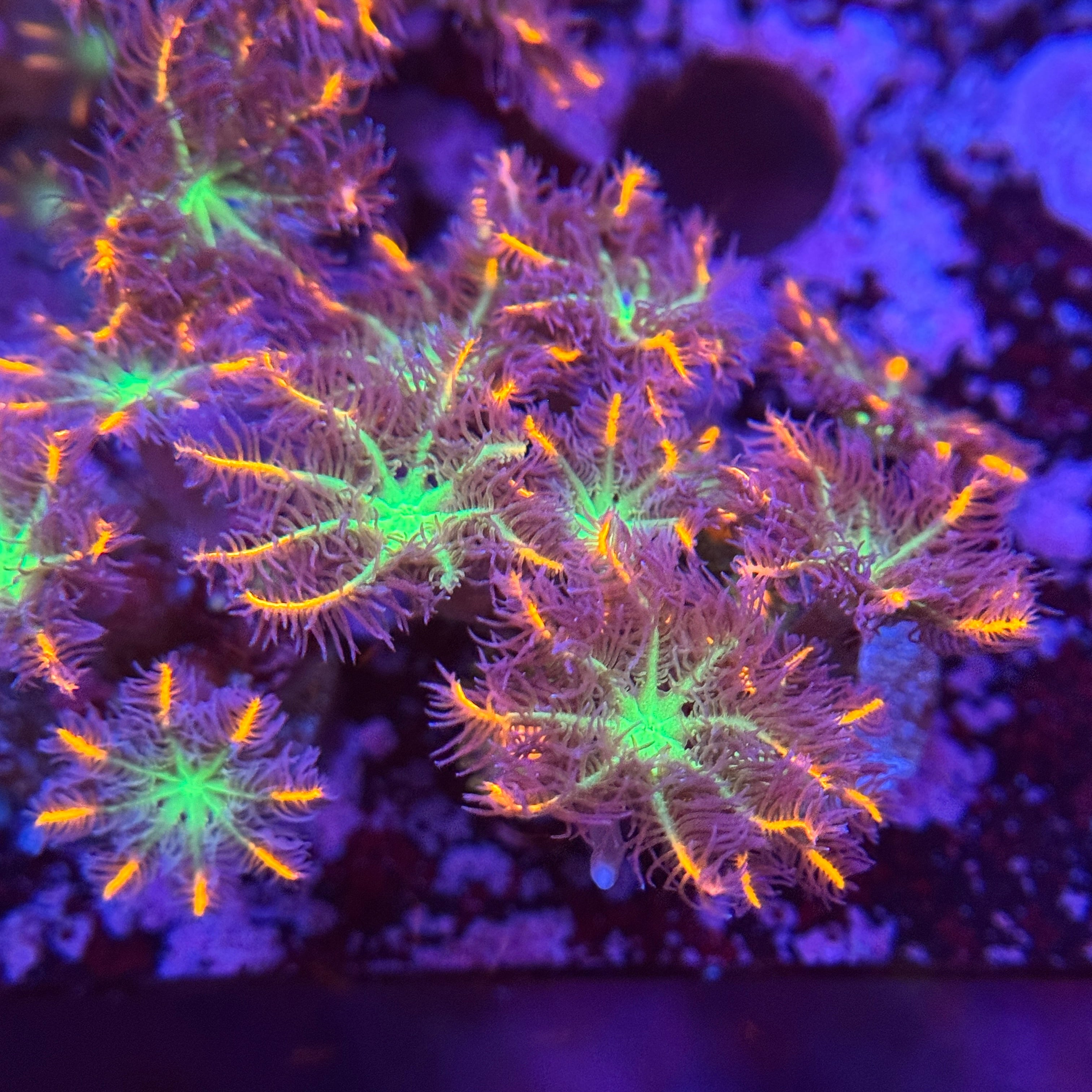Firework Clove Polyps