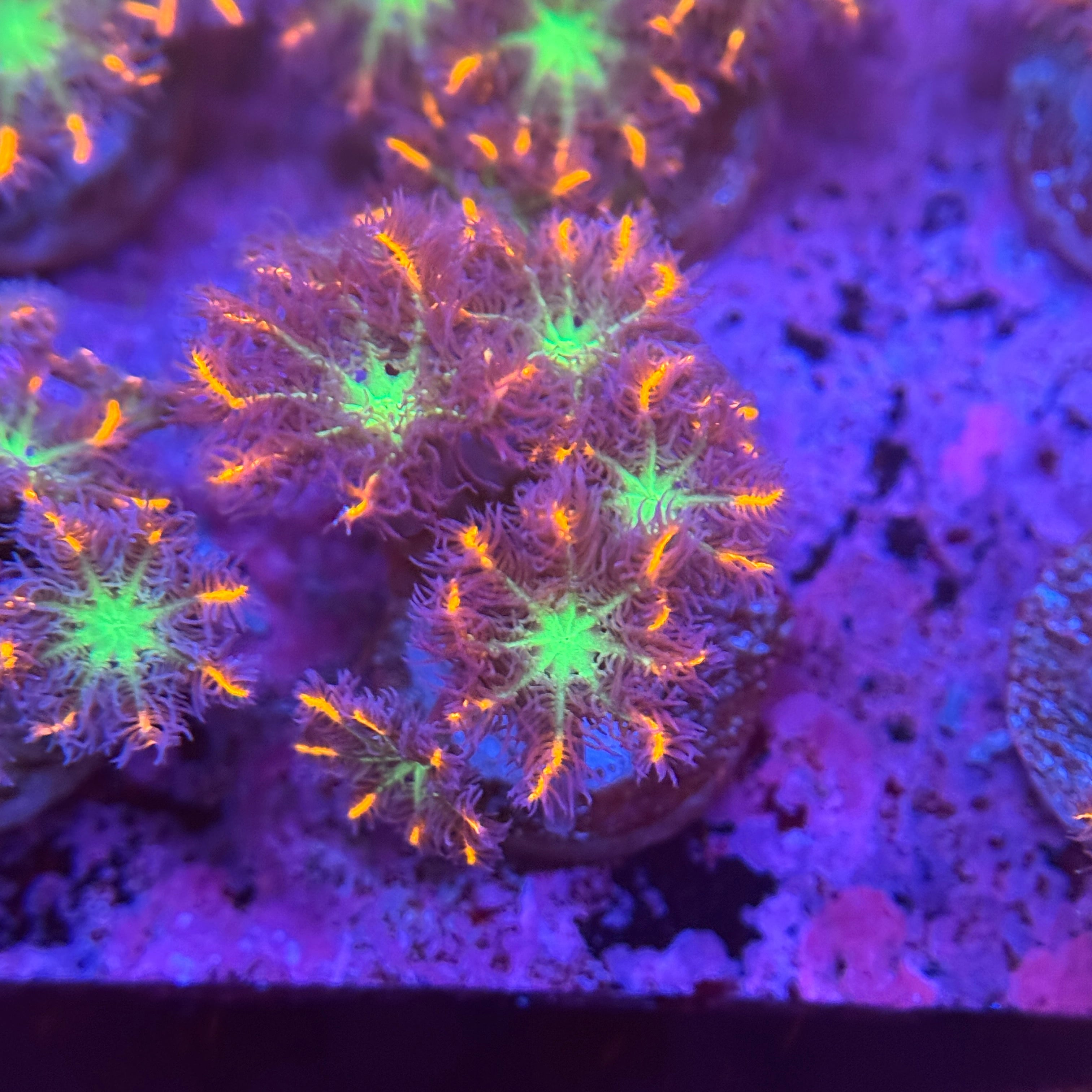 Firework Clove Polyps 3