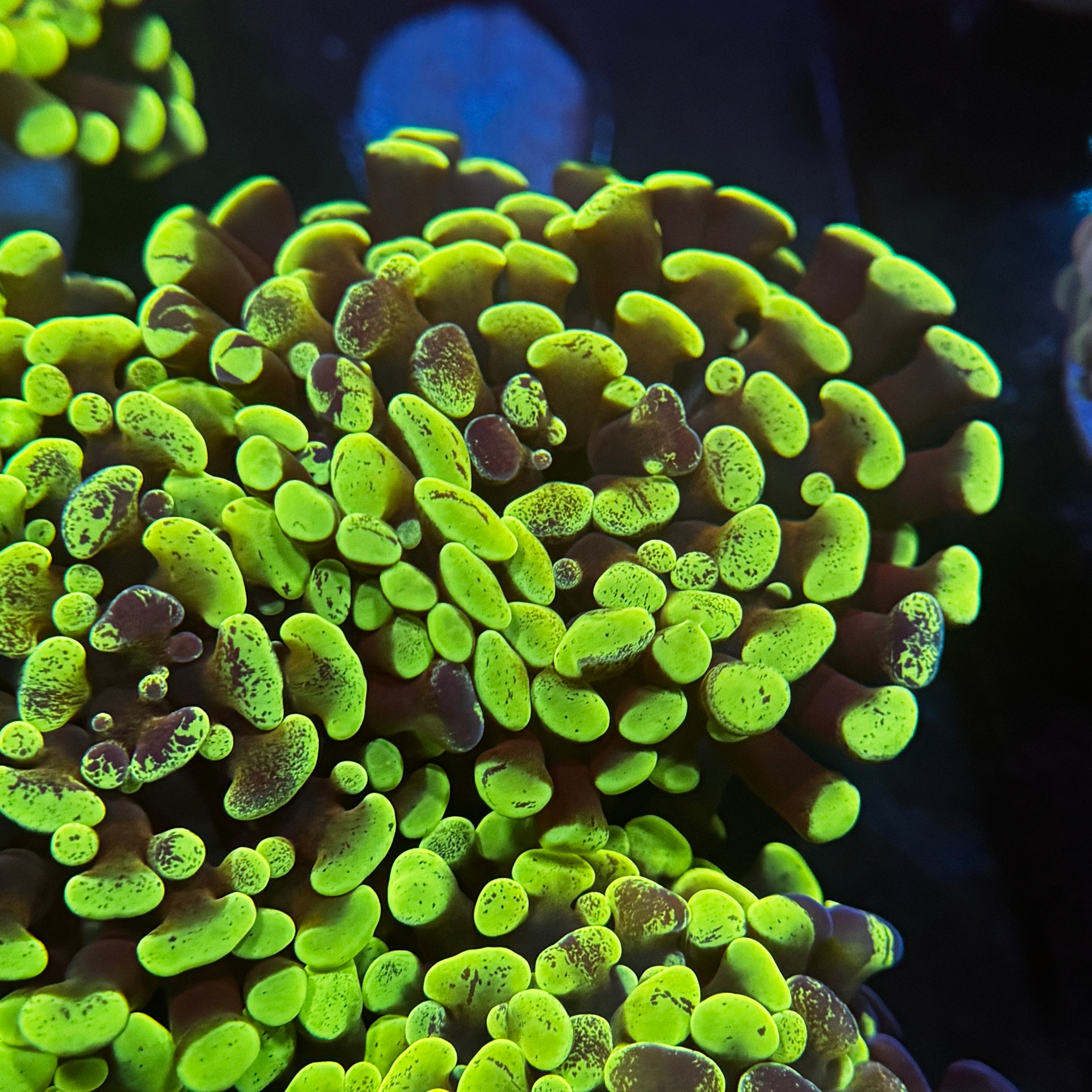 Green Splatter Hammer