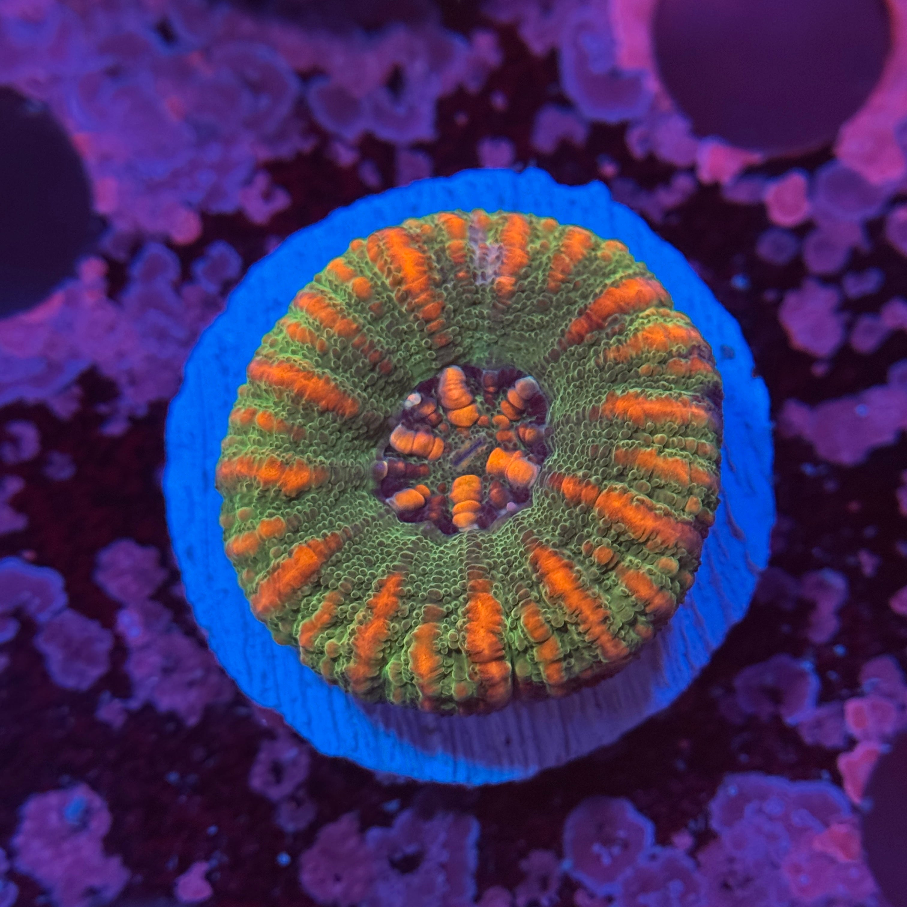 Lime Button Scoly