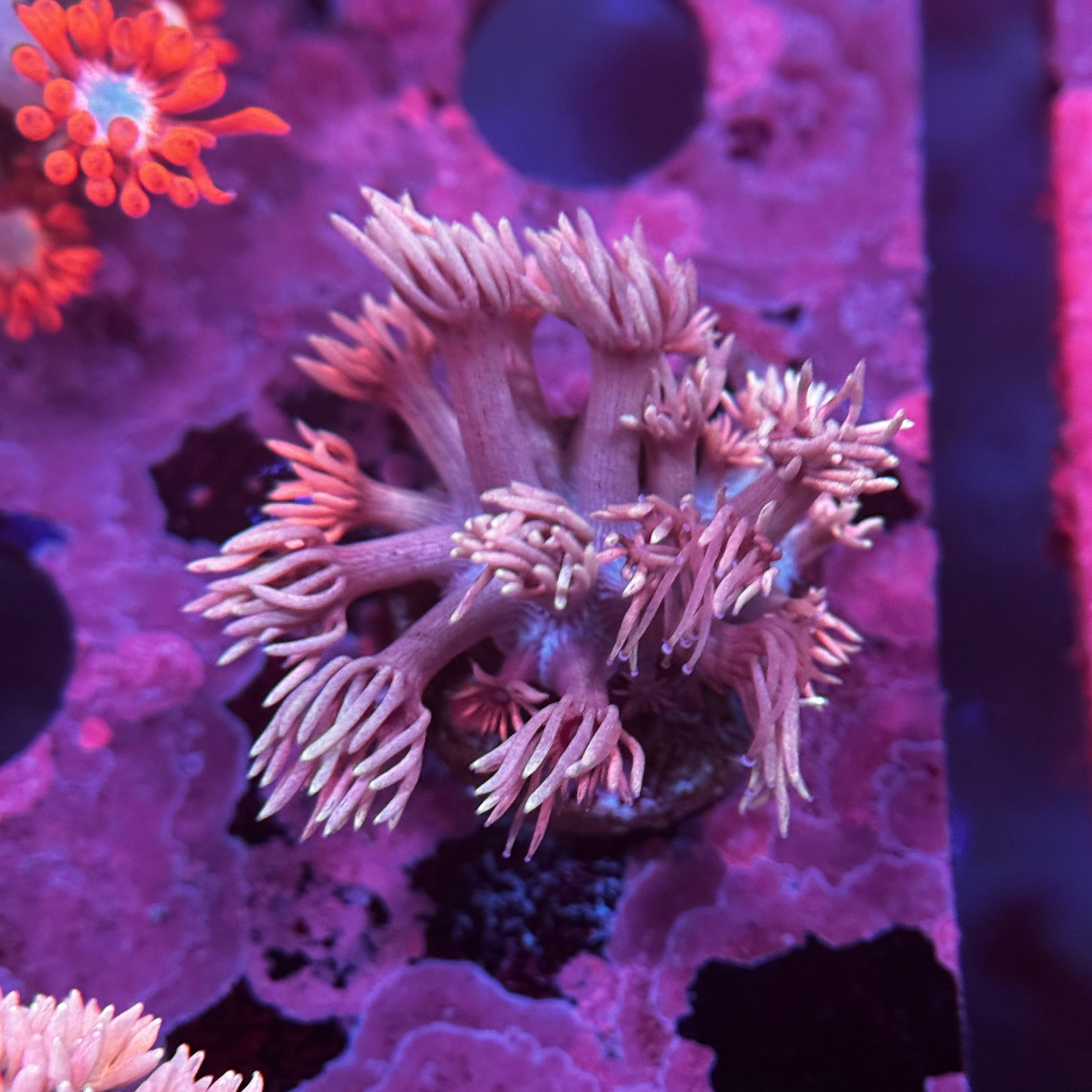 Princess Bubblegum Goniopora
